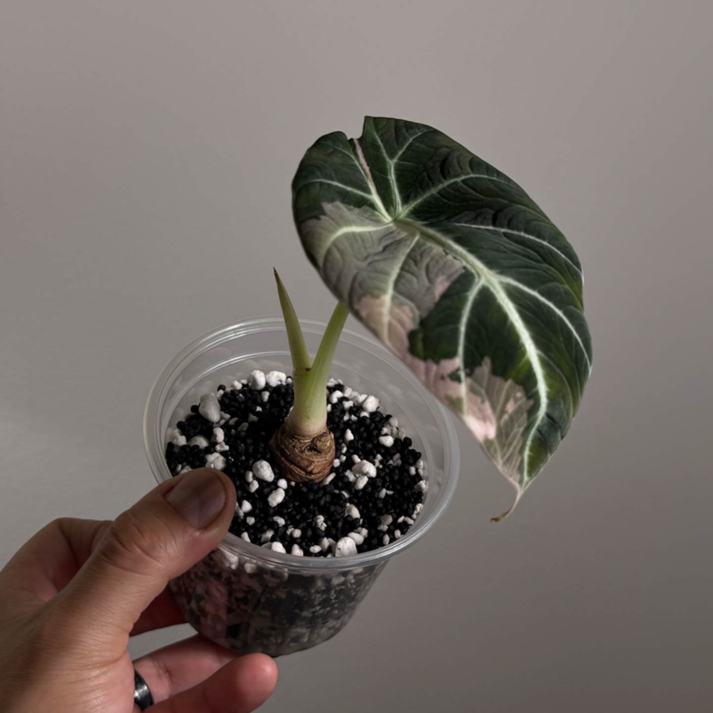 Alocasia Pink Black Velvet
