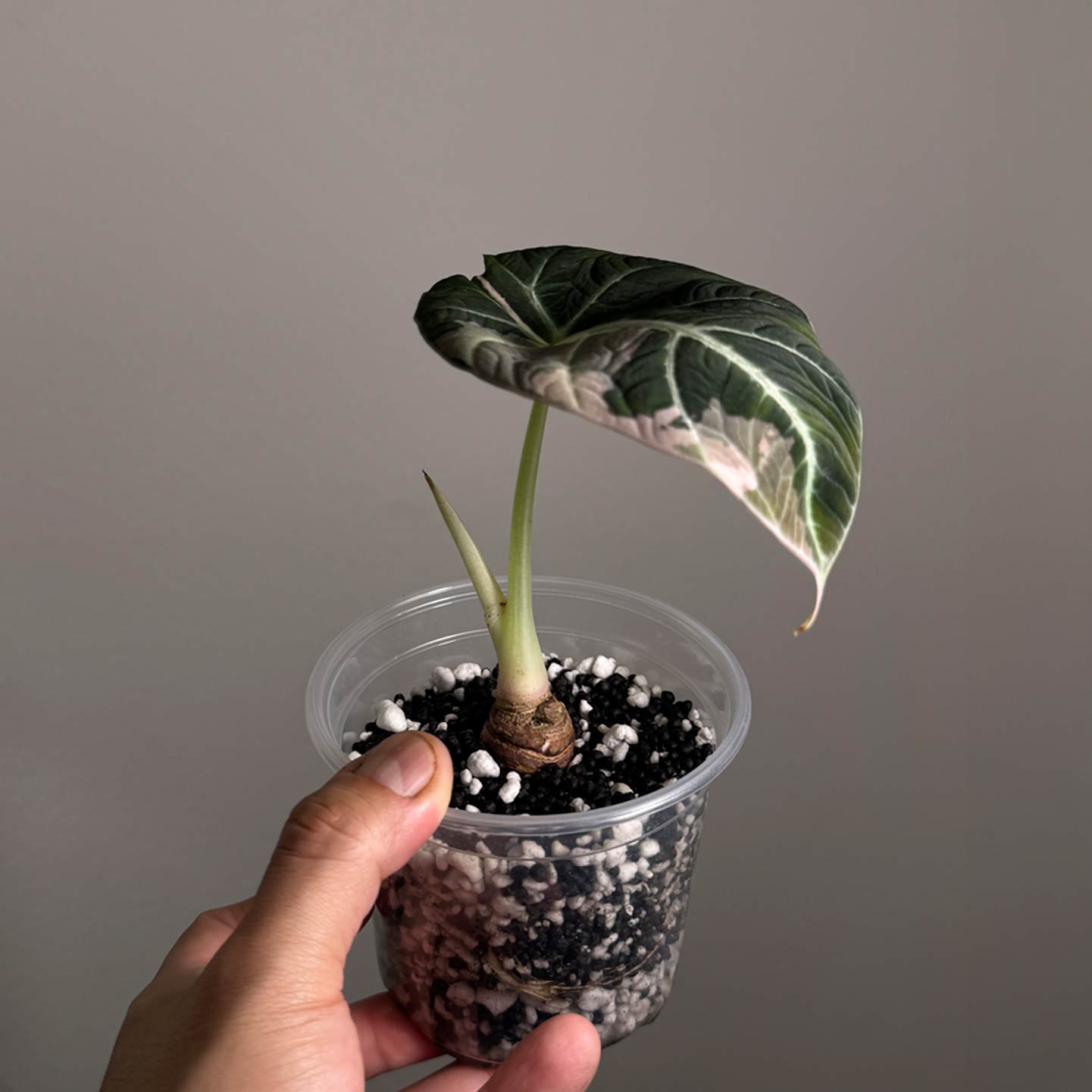 Alocasia Pink Black Velvet