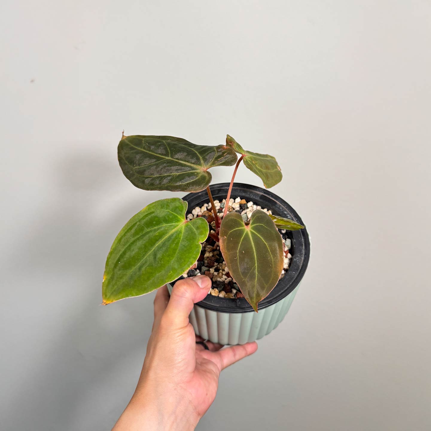 Anthurium Bessea AFF x Bench Hybrid