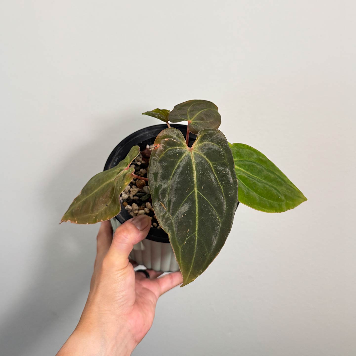 Anthurium Bessea AFF x Bench Hybrid