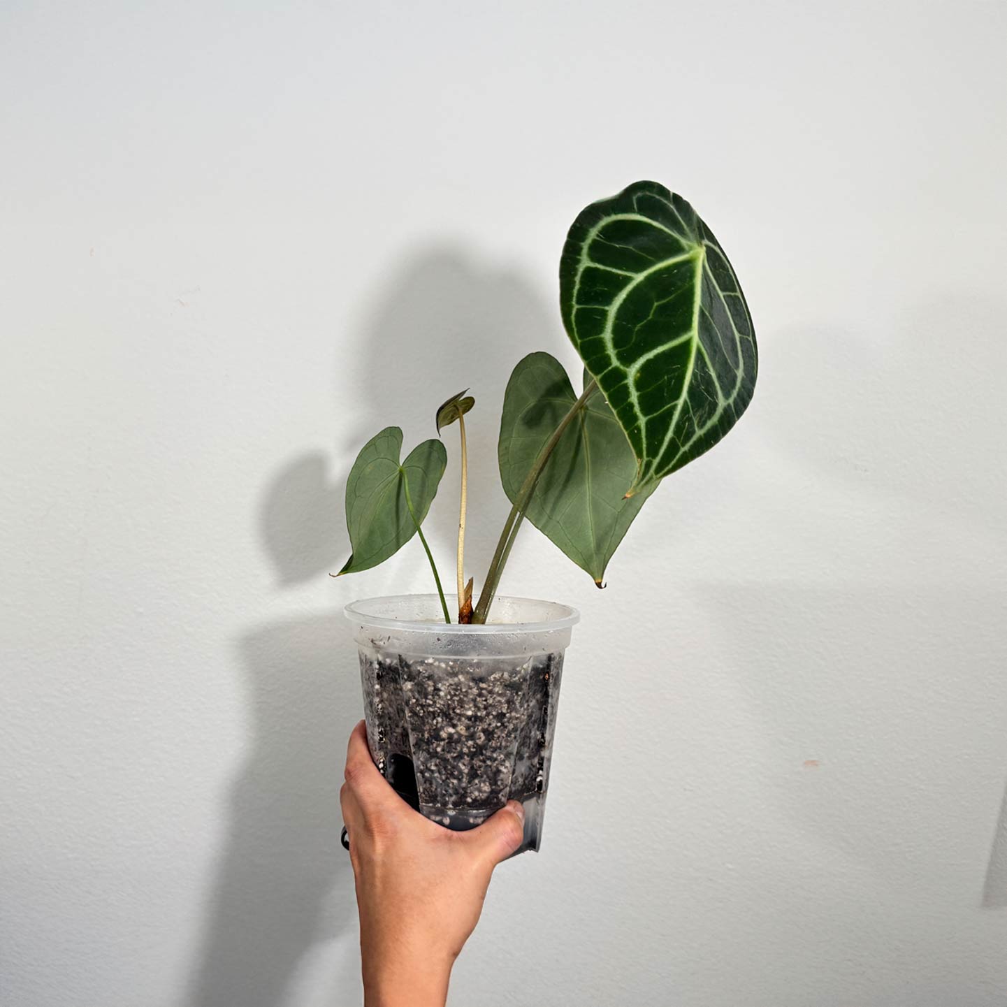 Anthurium King of Clarinervium