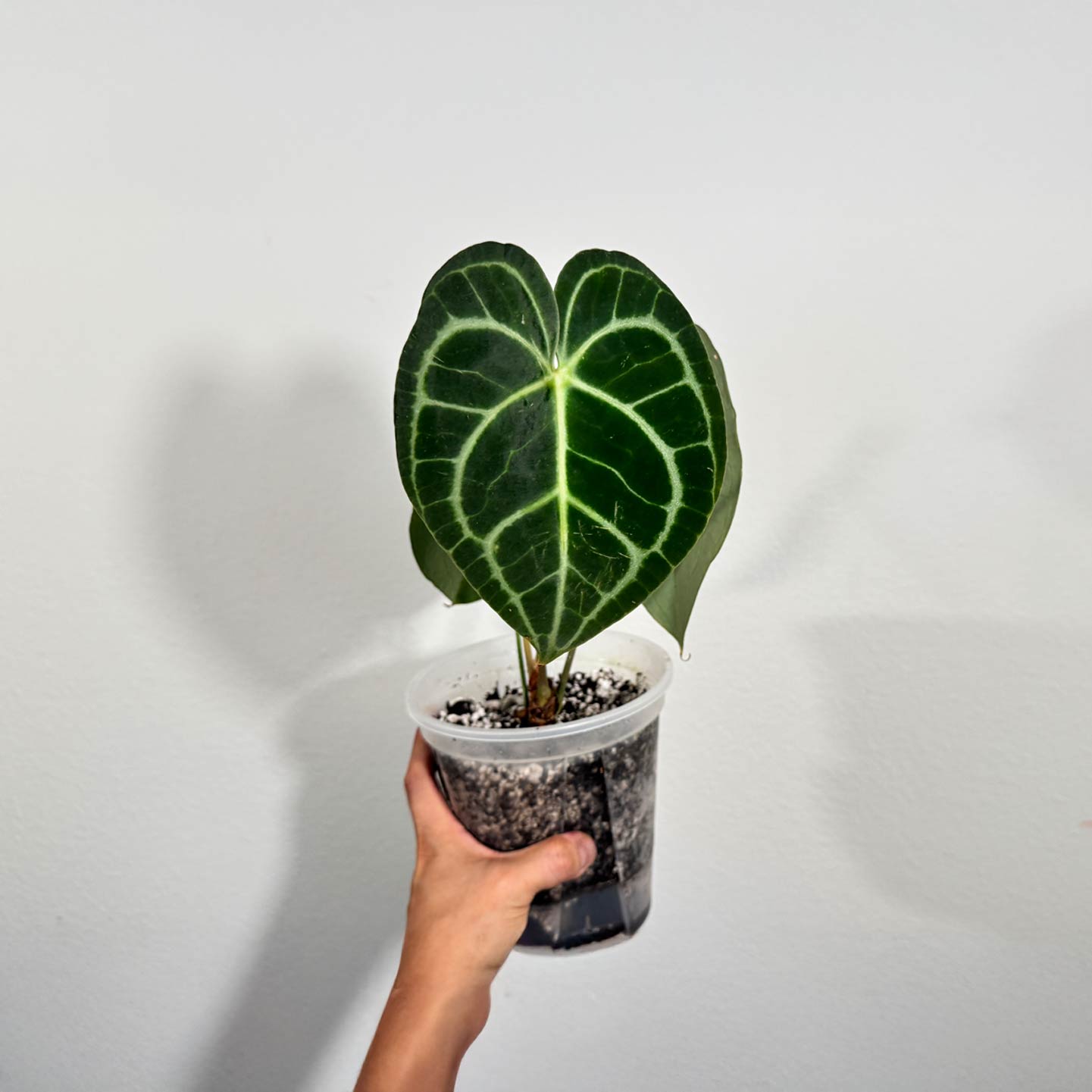 Anthurium King of Clarinervium