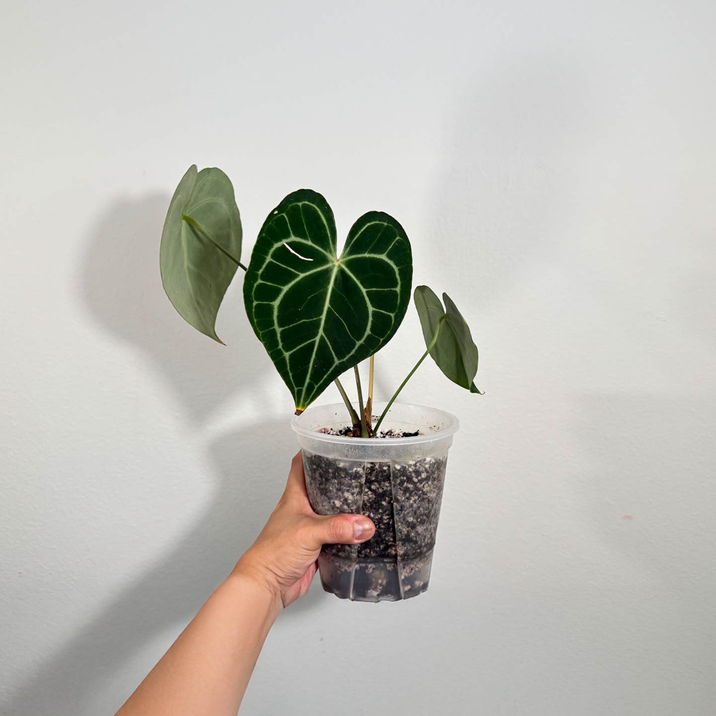 Anthurium King of Clarinervium