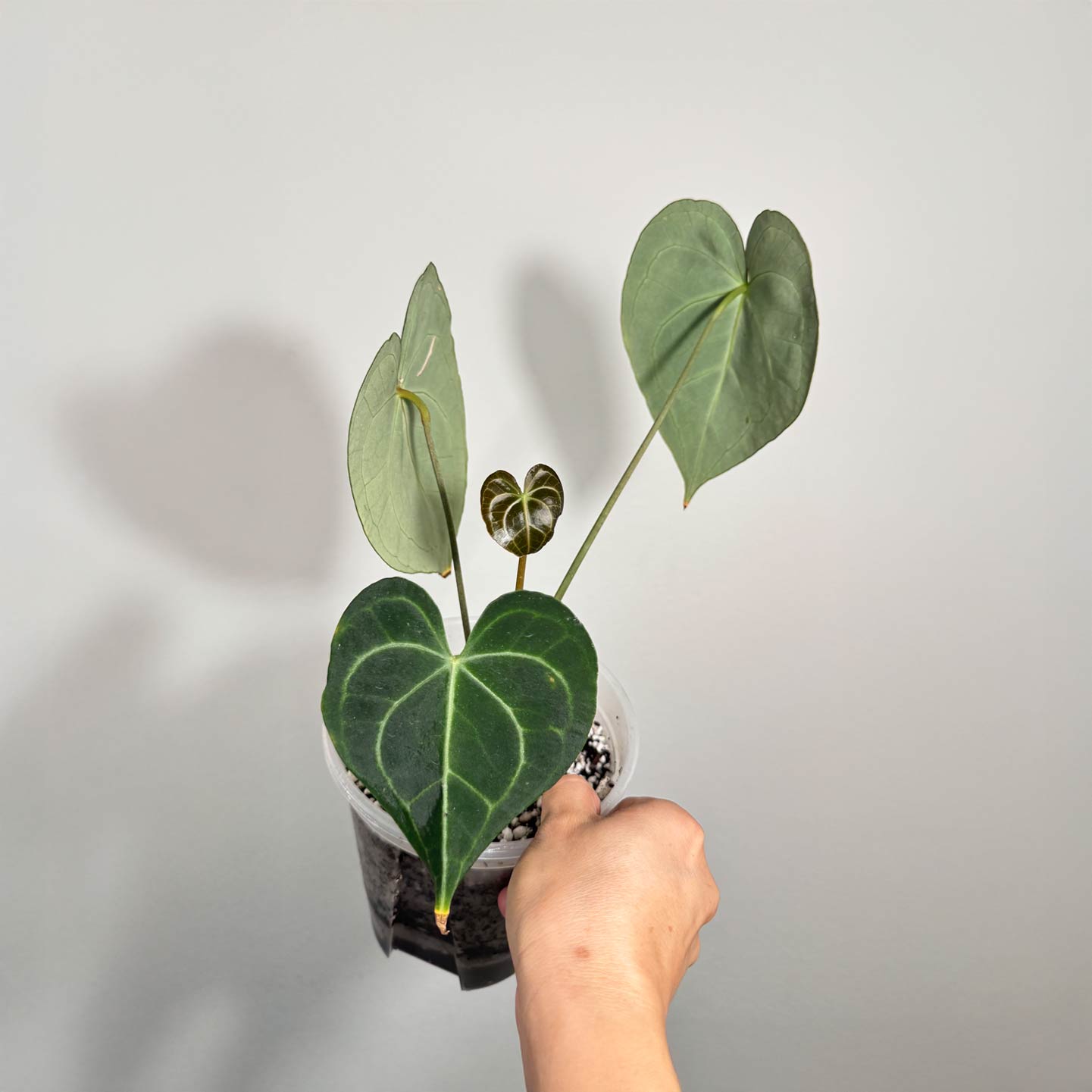 Anthurium King of Clarinervium