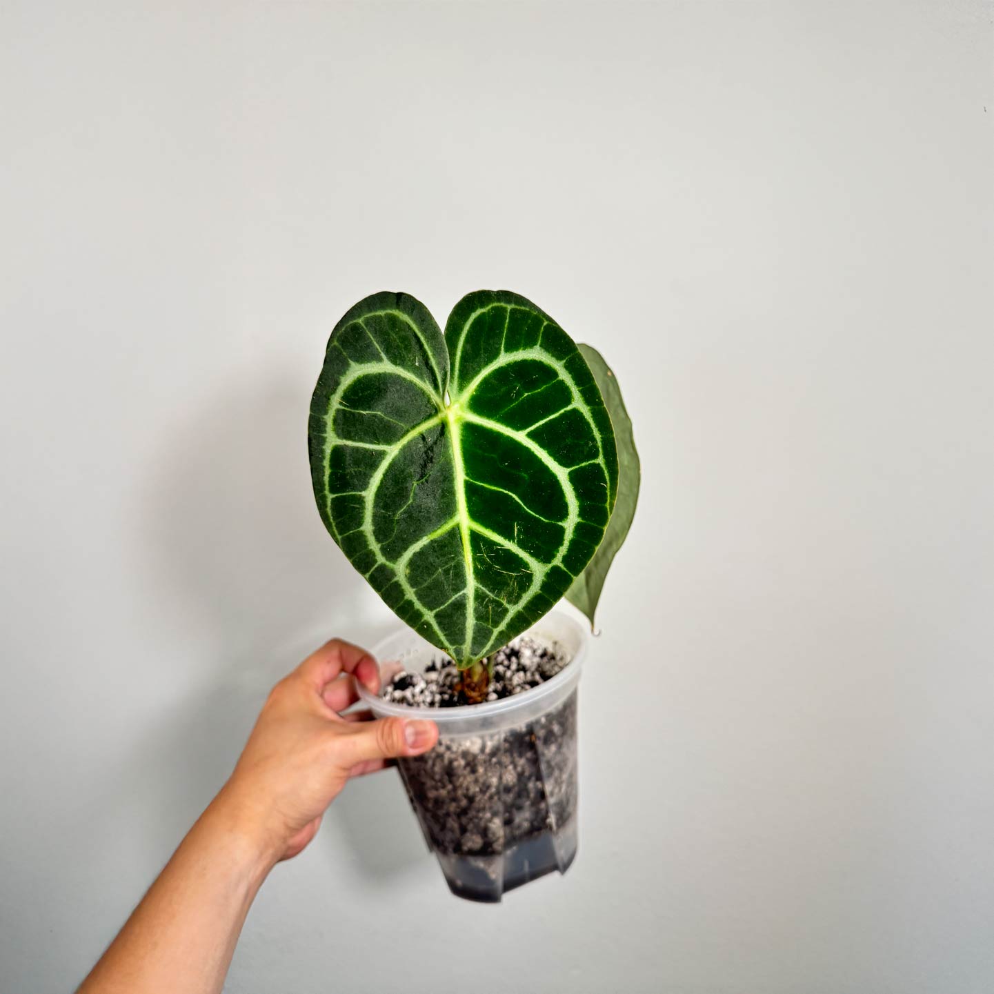 Anthurium King of Clarinervium