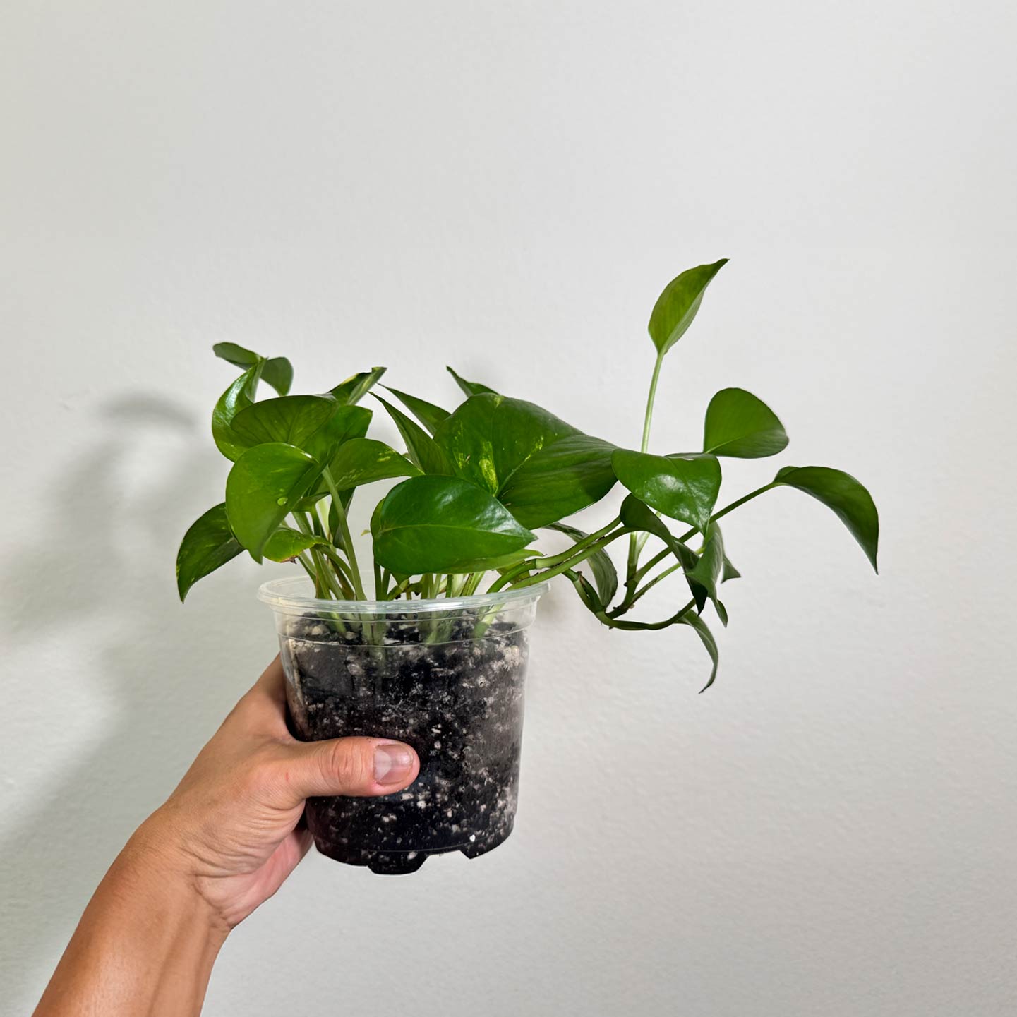 Golden Pothos