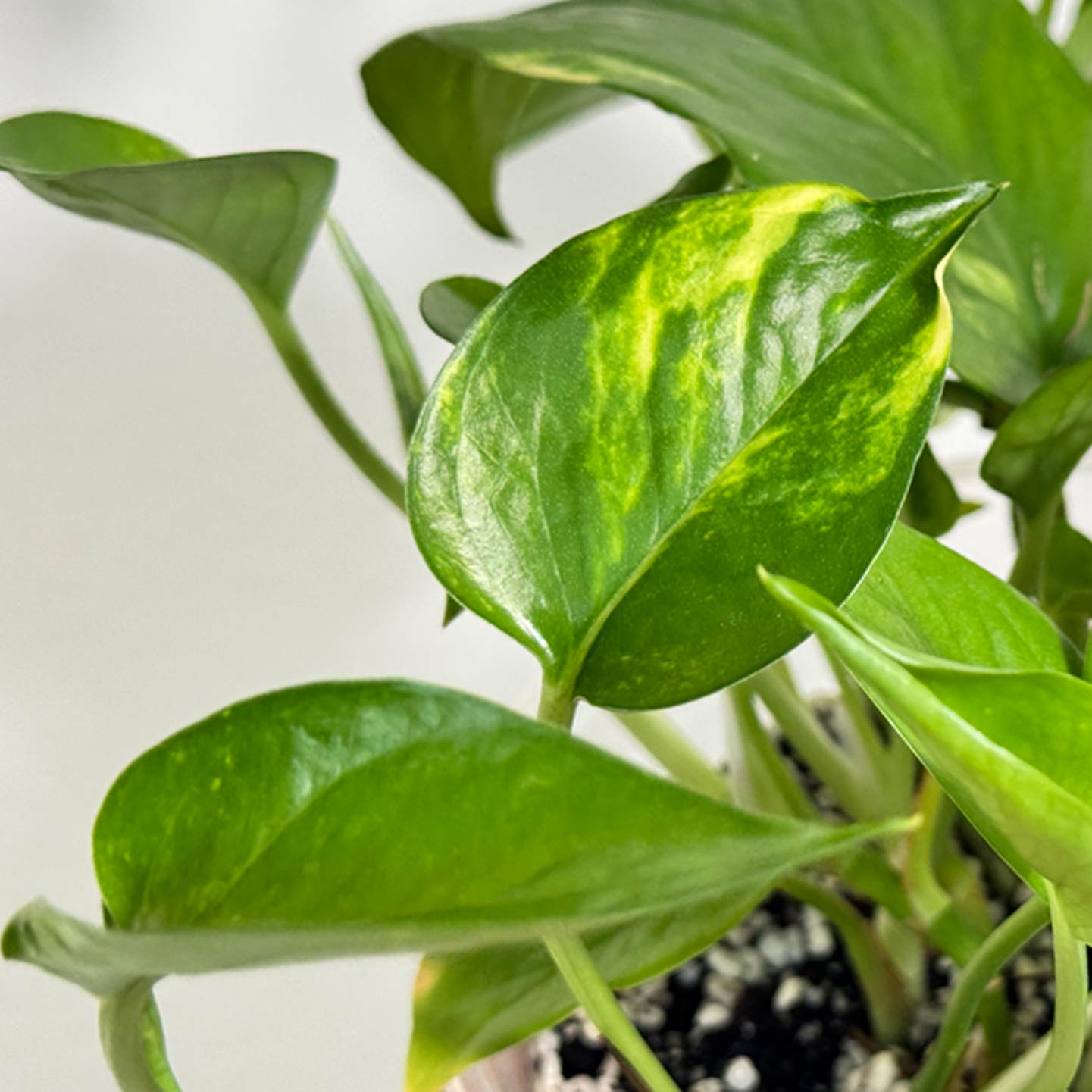 Golden Pothos