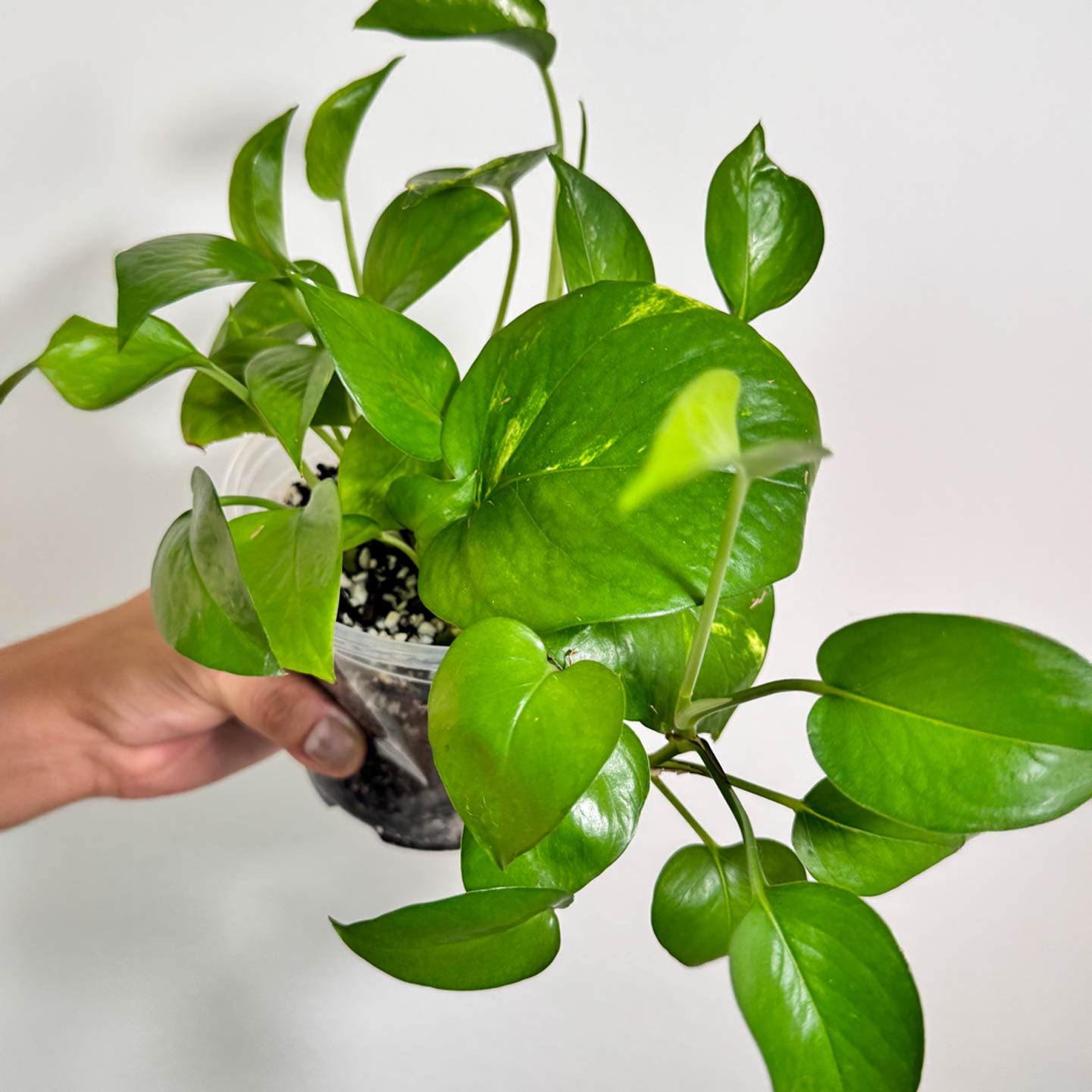 Golden Pothos