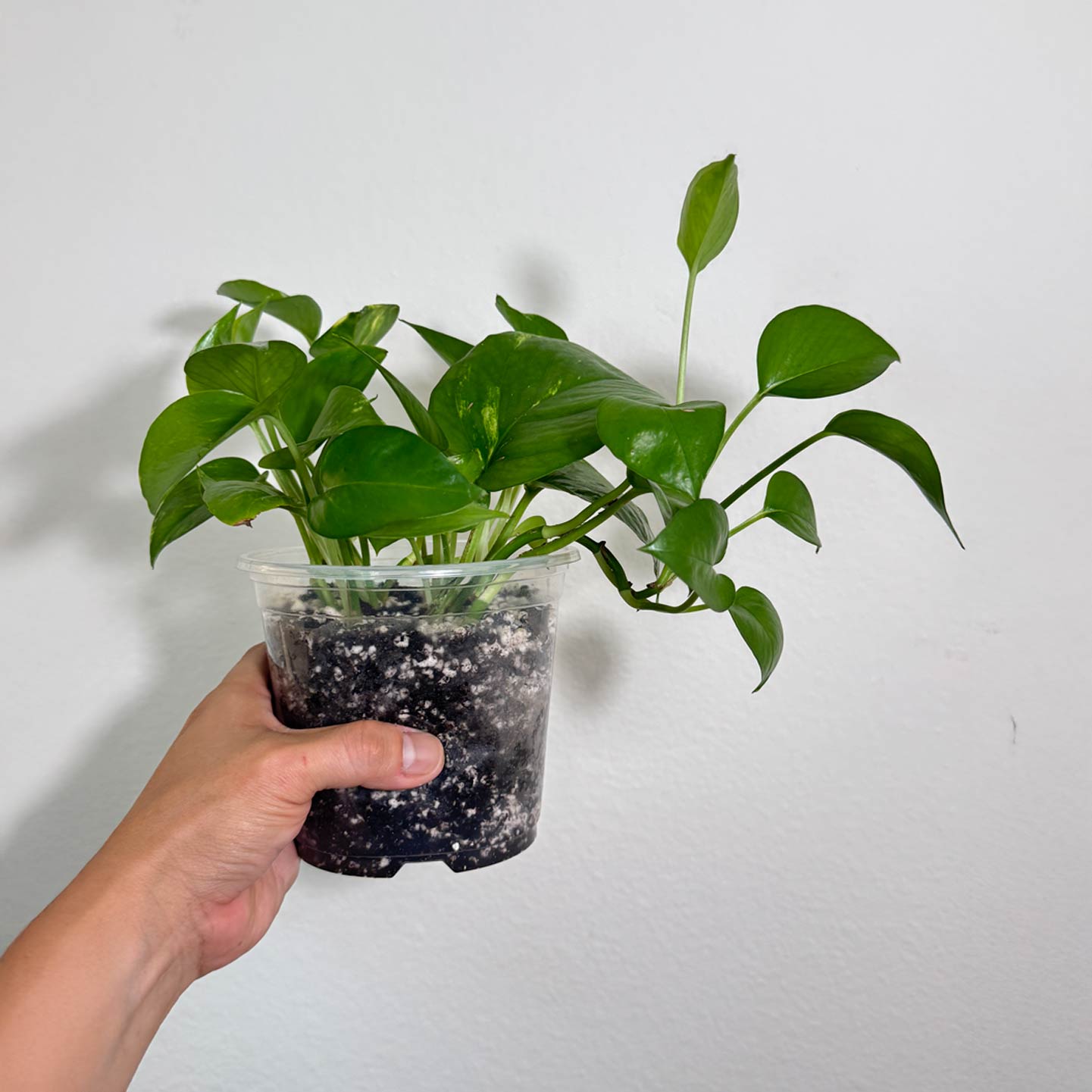 Golden Pothos
