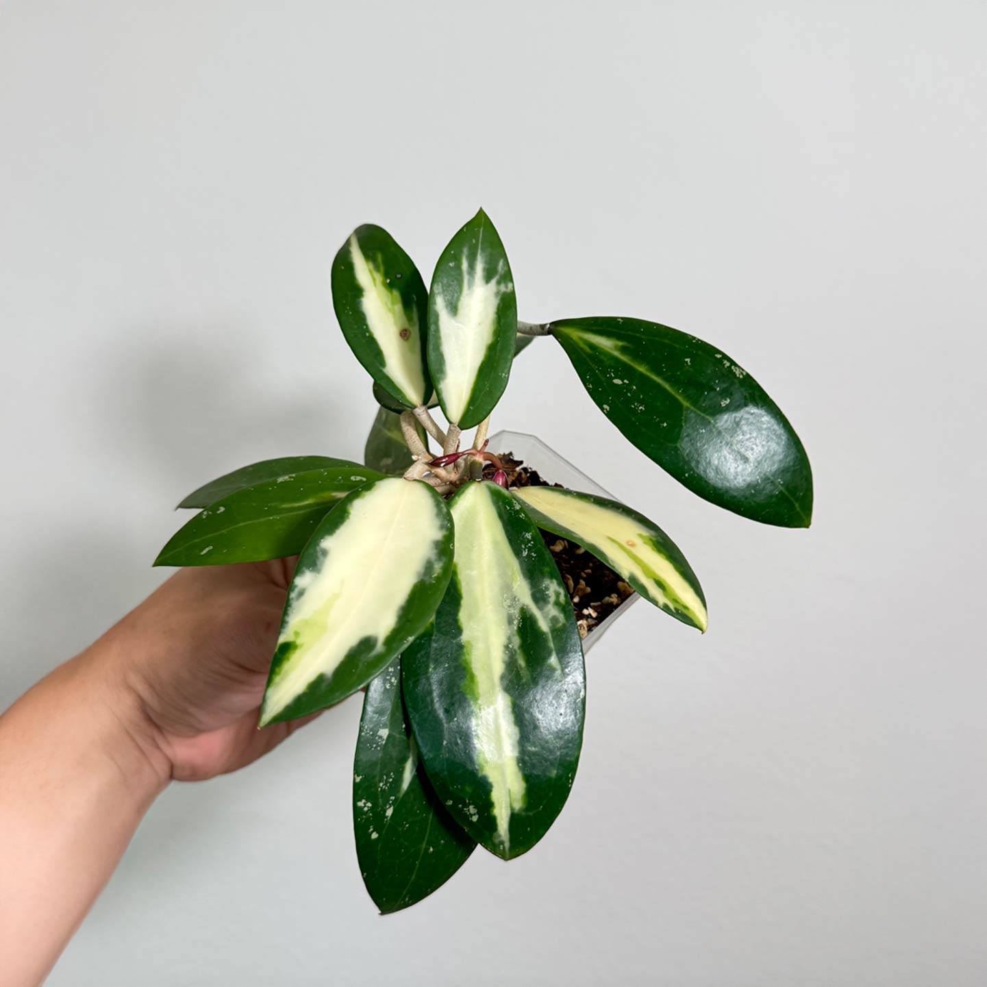 Hoya Verticillata