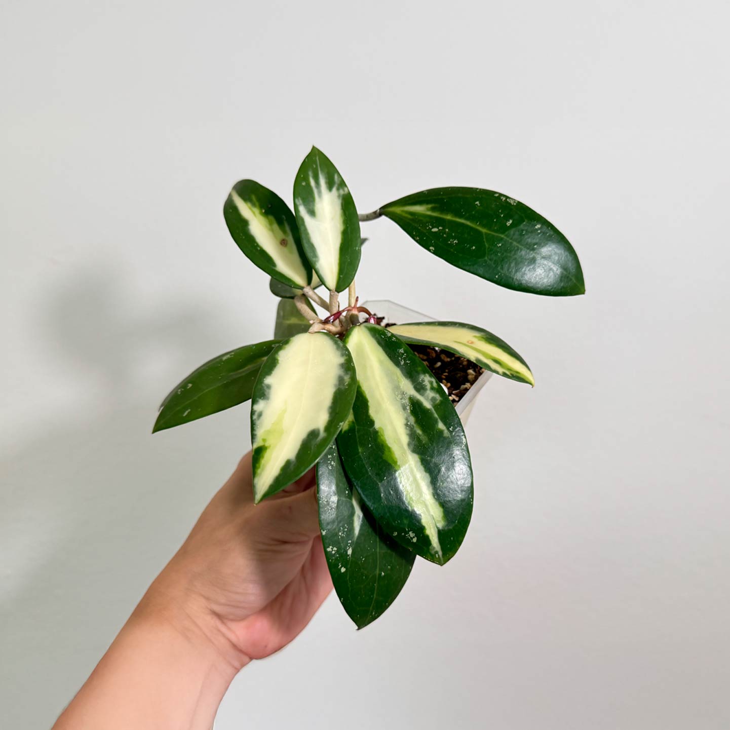 Hoya Verticillata
