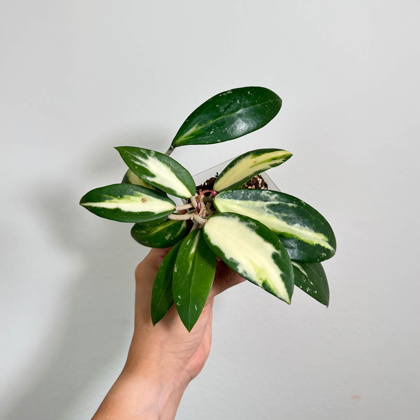 Hoya Verticillata