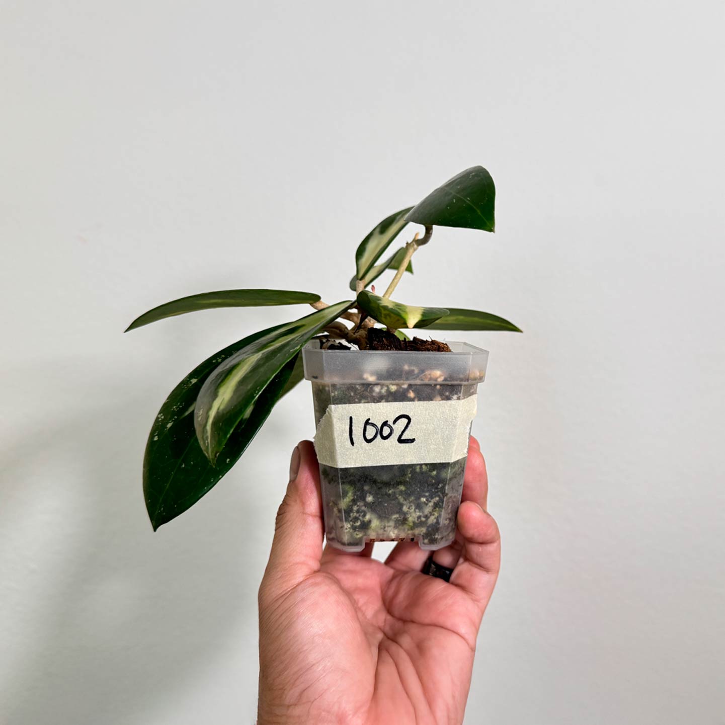 Hoya Verticillata