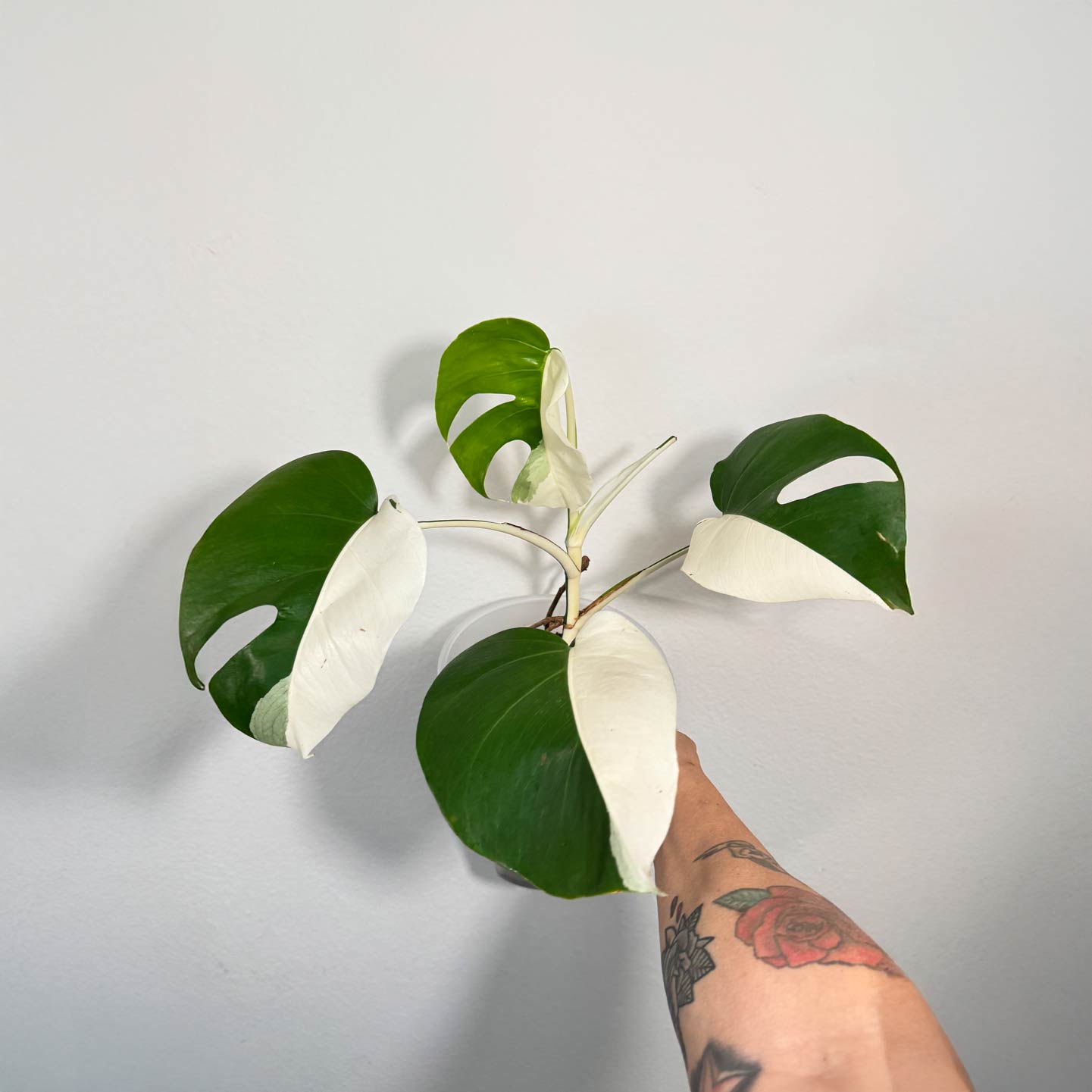 Monstera Albo (Japanese Import)