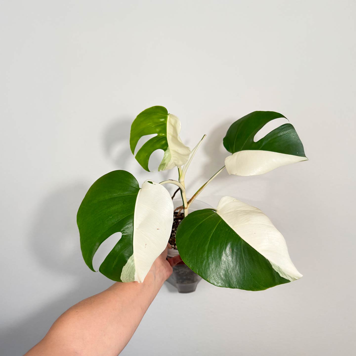 Monstera Albo (Japanese Import)