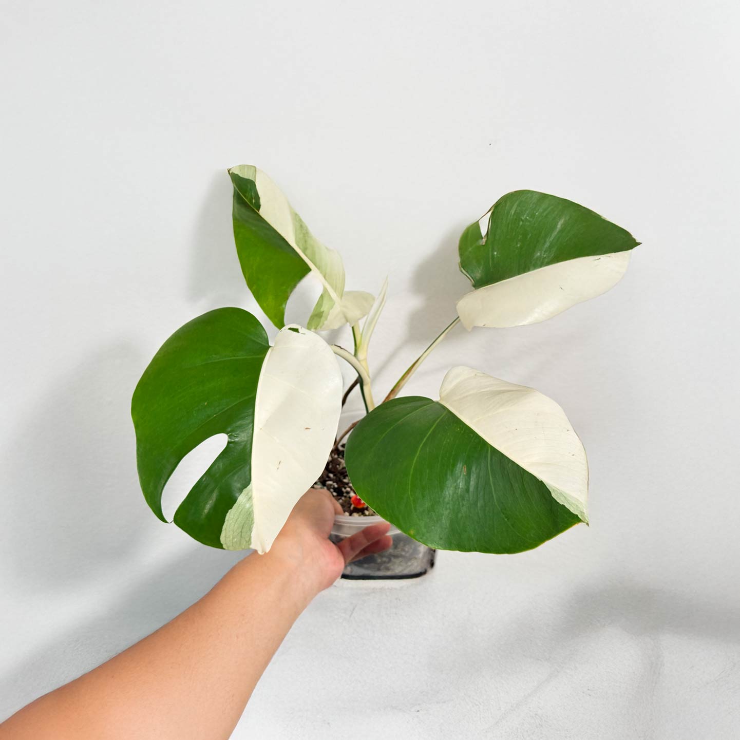 Monstera Albo (Japanese Import)
