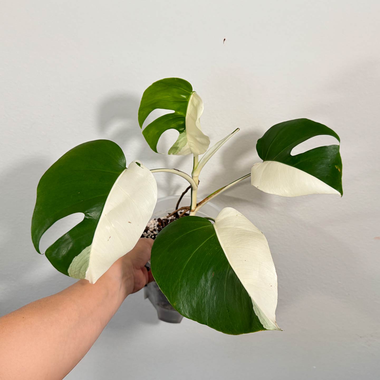 Monstera Albo (Japanese Import)