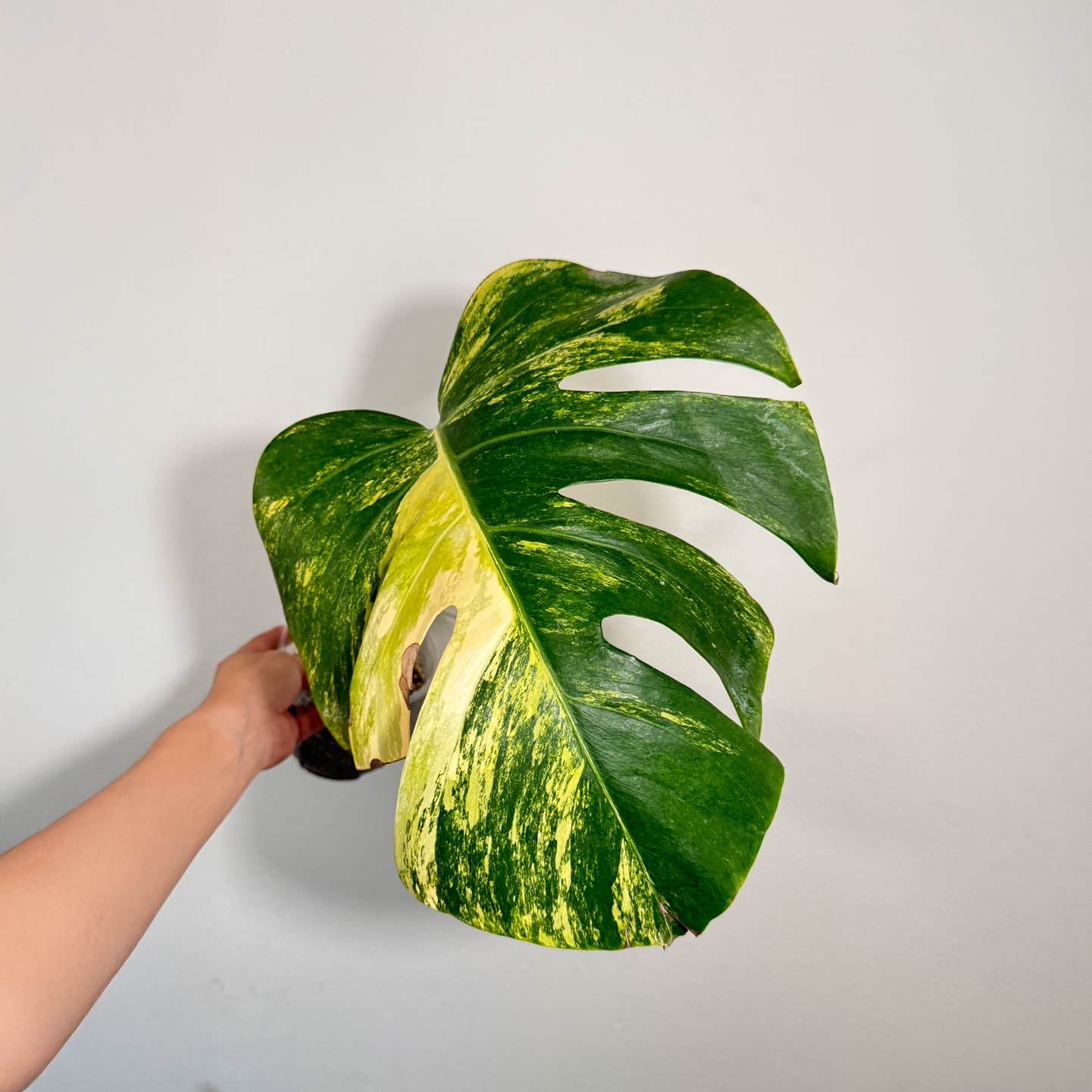 Monstera Aurea