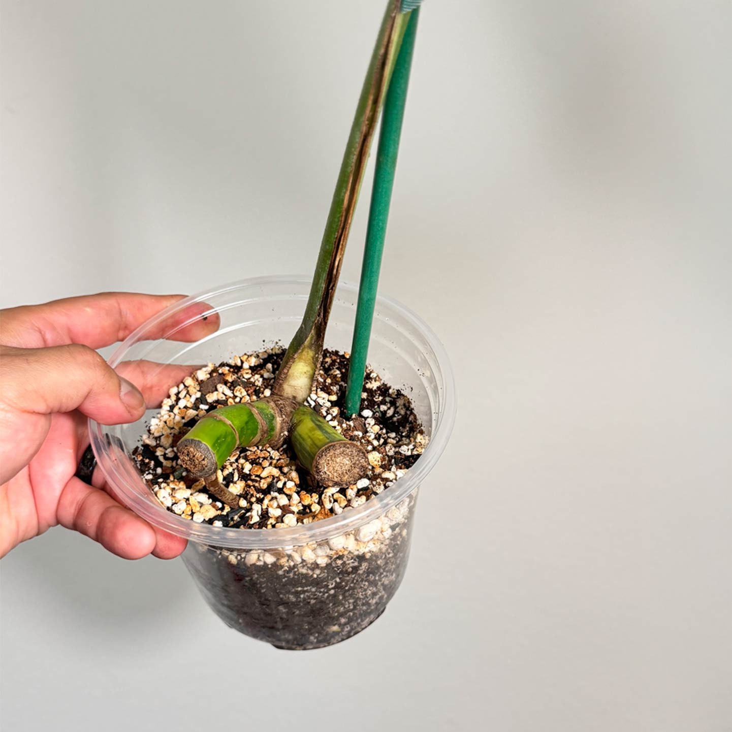Monstera Aurea