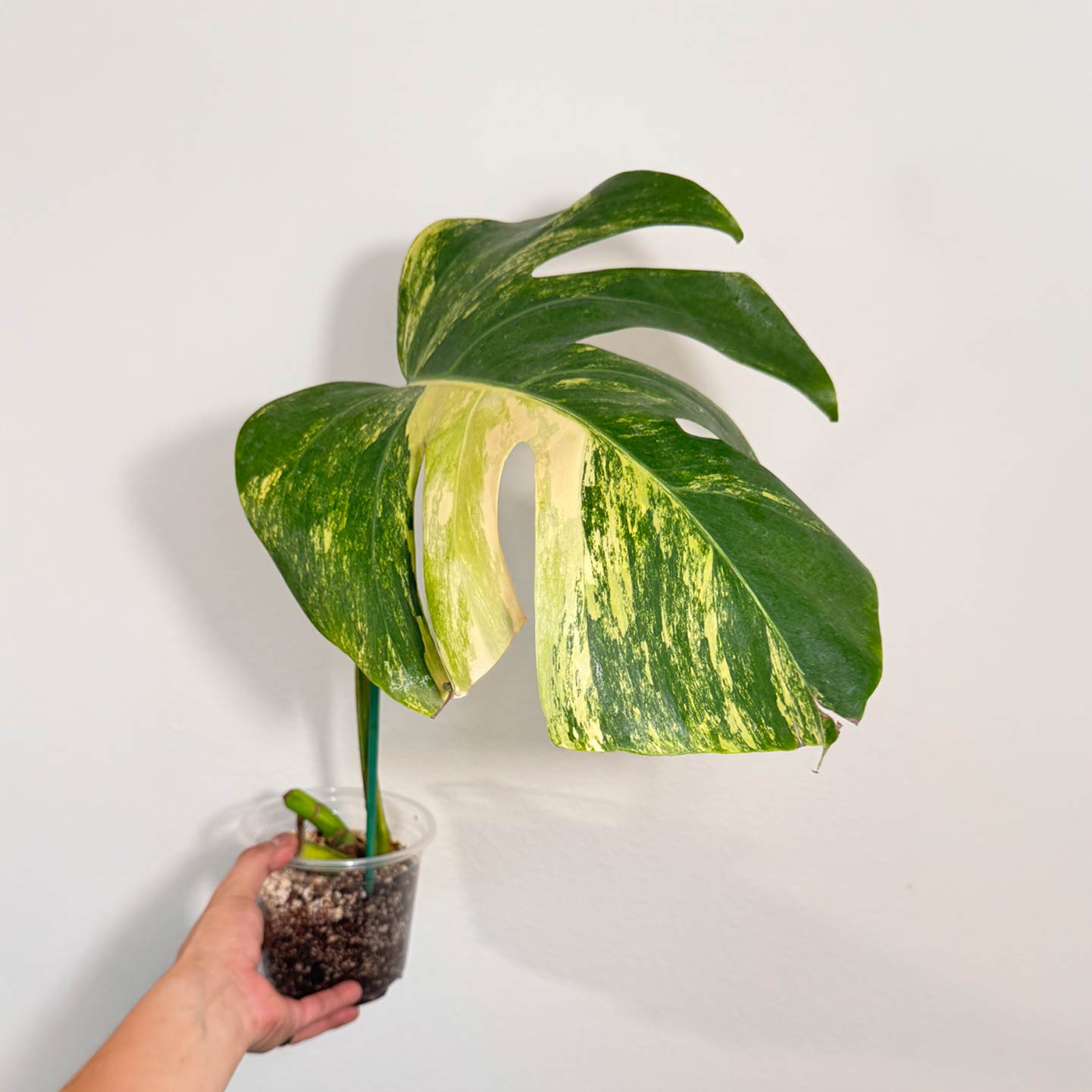 Monstera Aurea