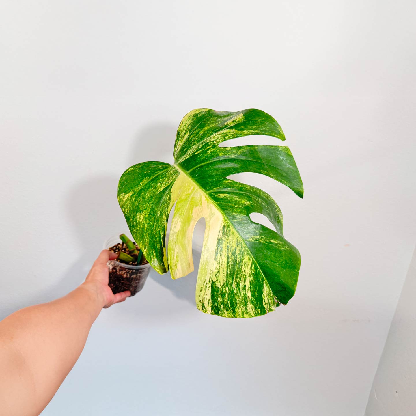 Monstera Aurea