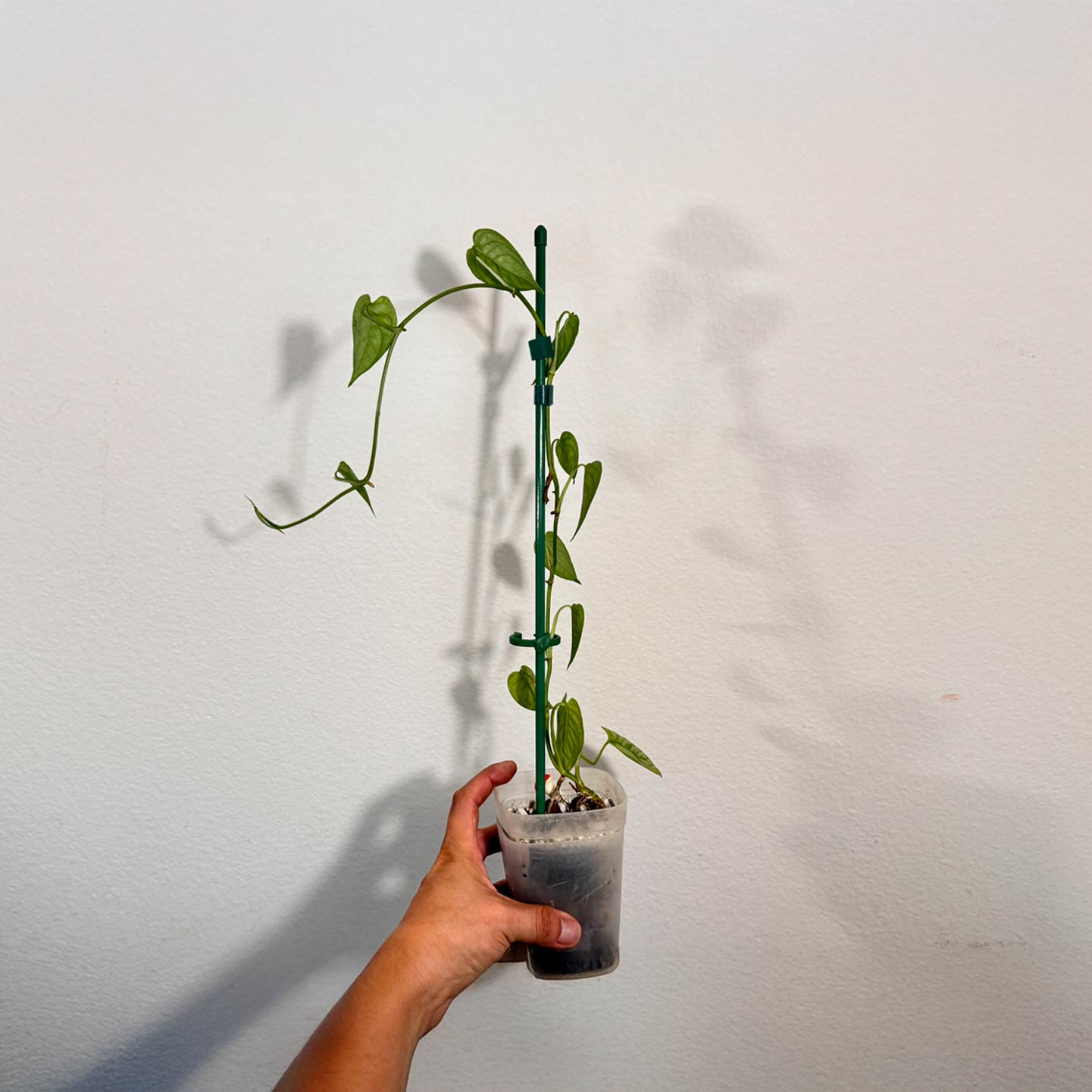Monstera Dubia