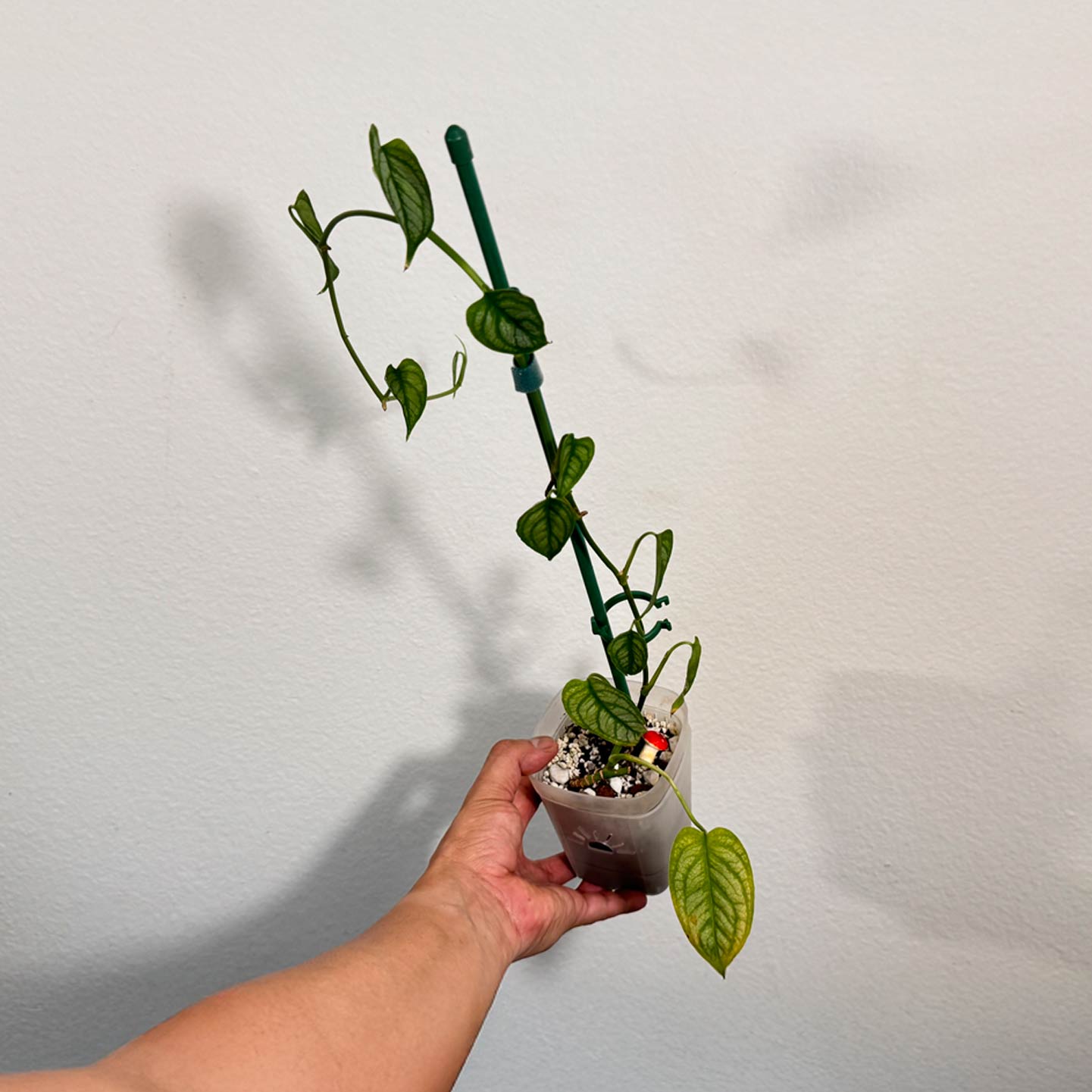 Monstera Dubia