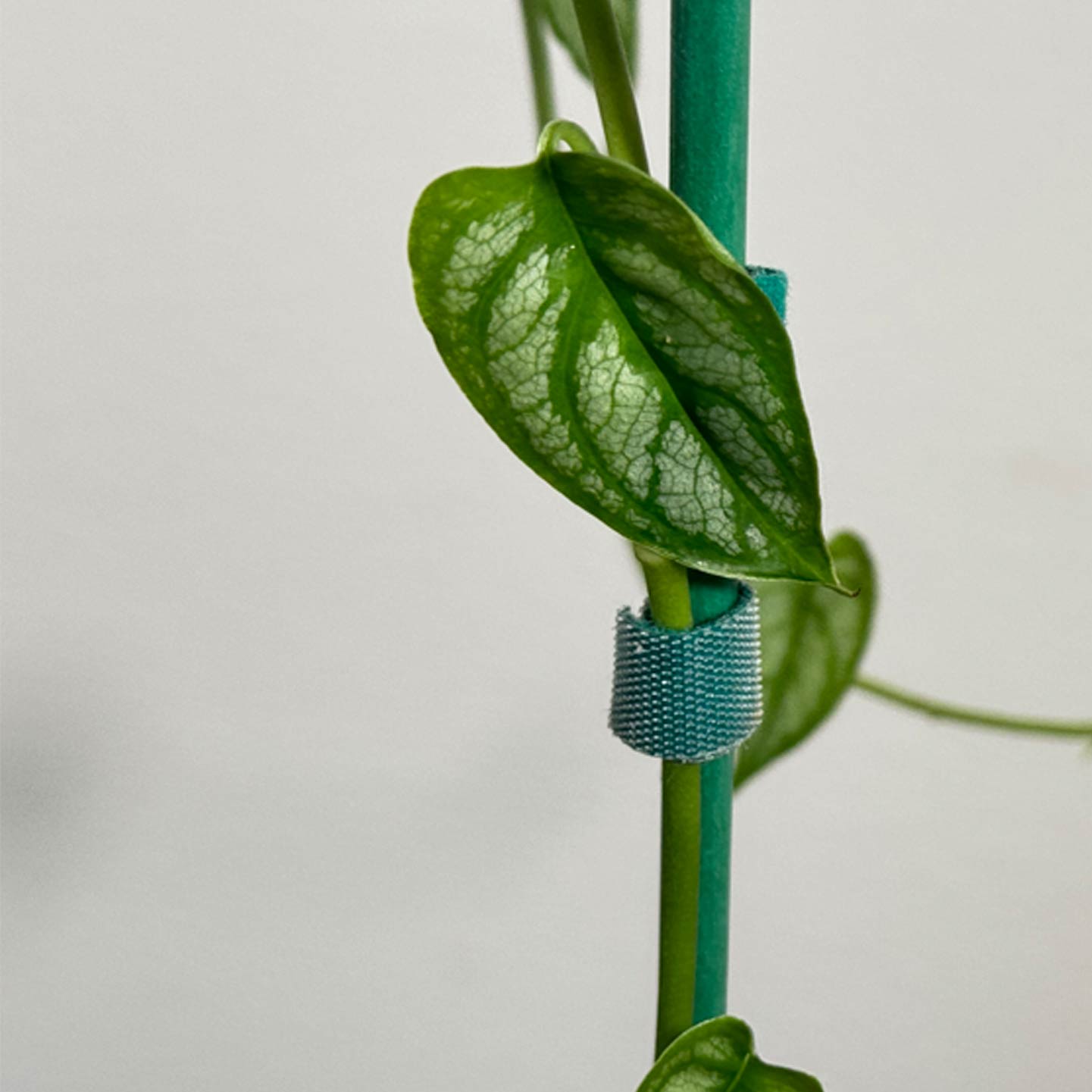 Monstera Dubia