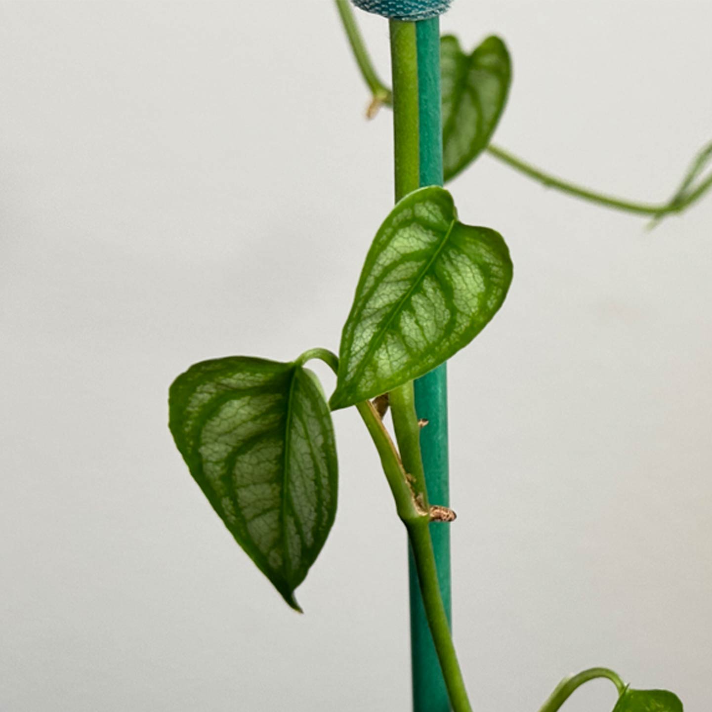 Monstera Dubia