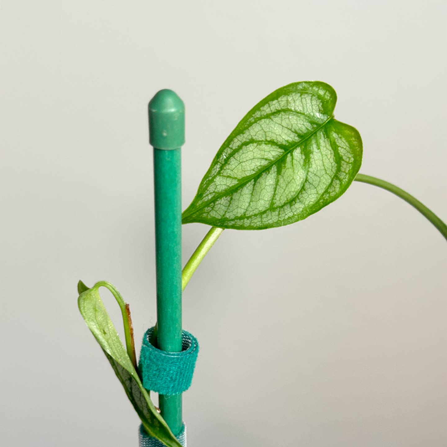 Monstera Dubia