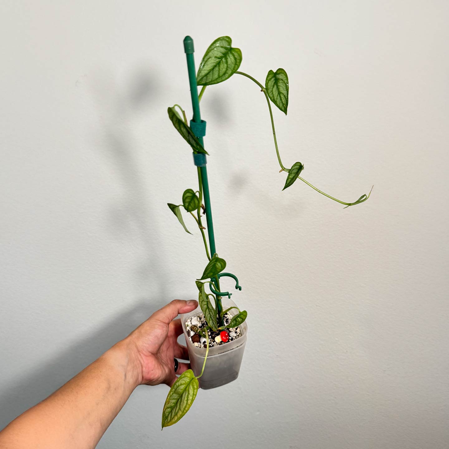 Monstera Dubia