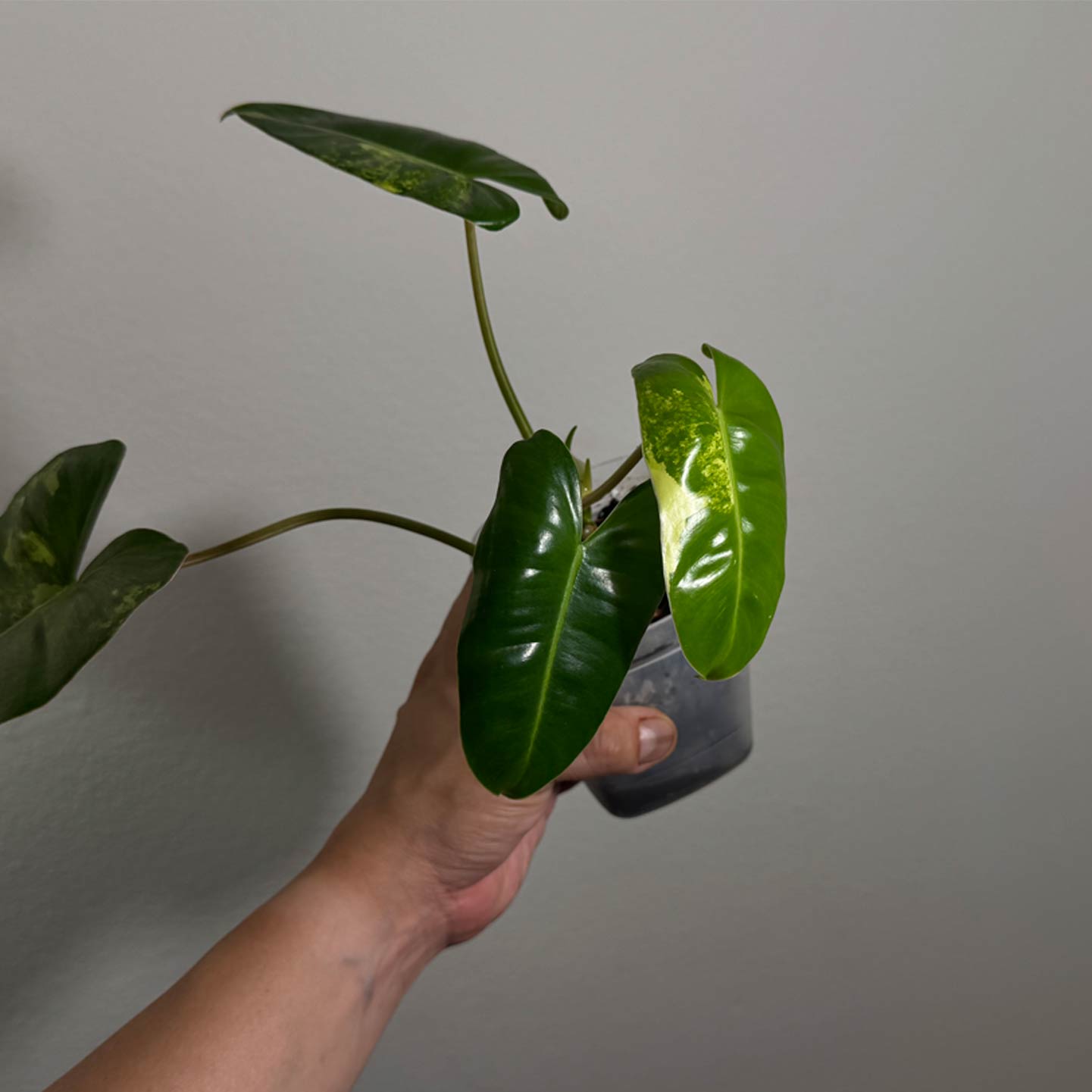 Philo Burle Marx Variegated