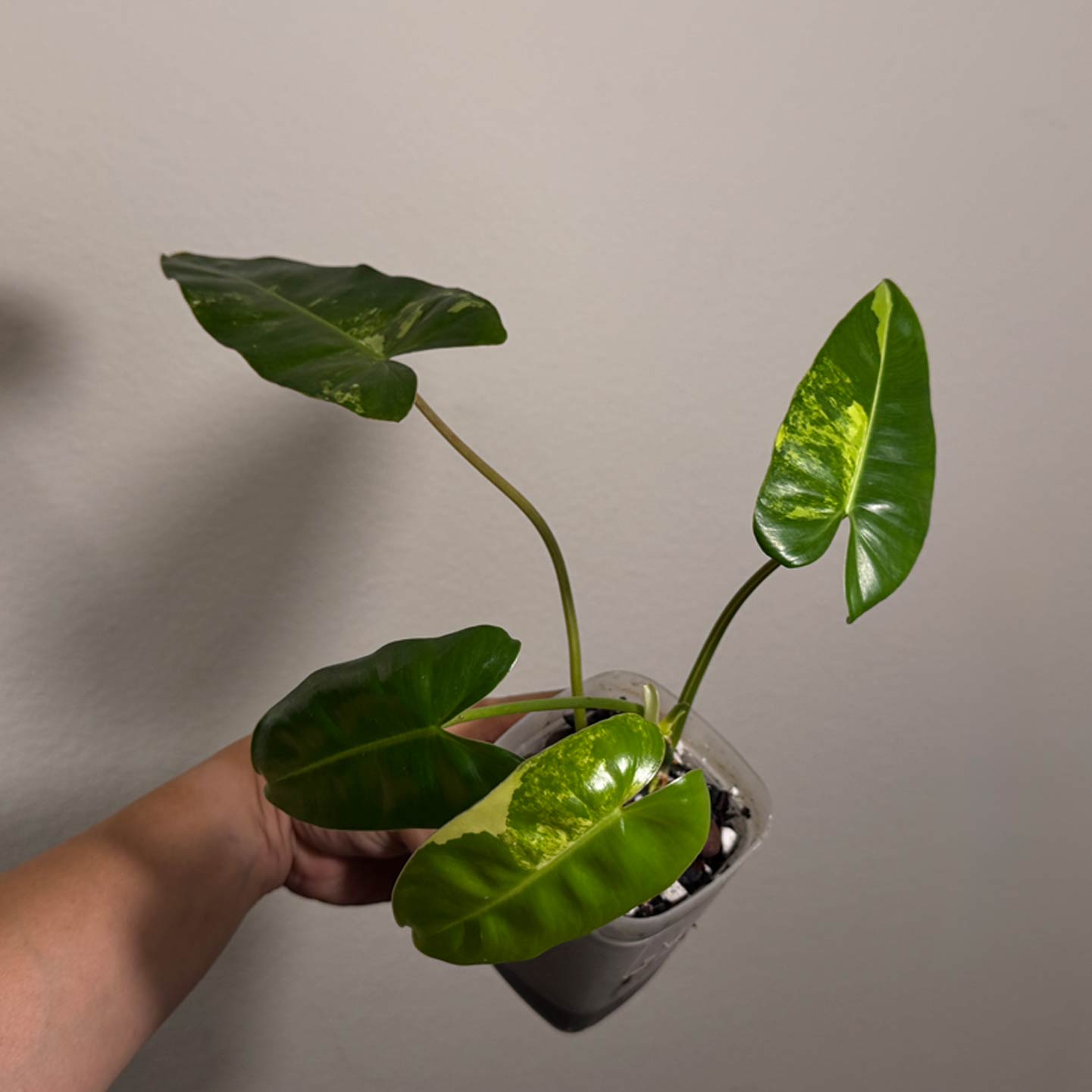 Philo Burle Marx Variegated