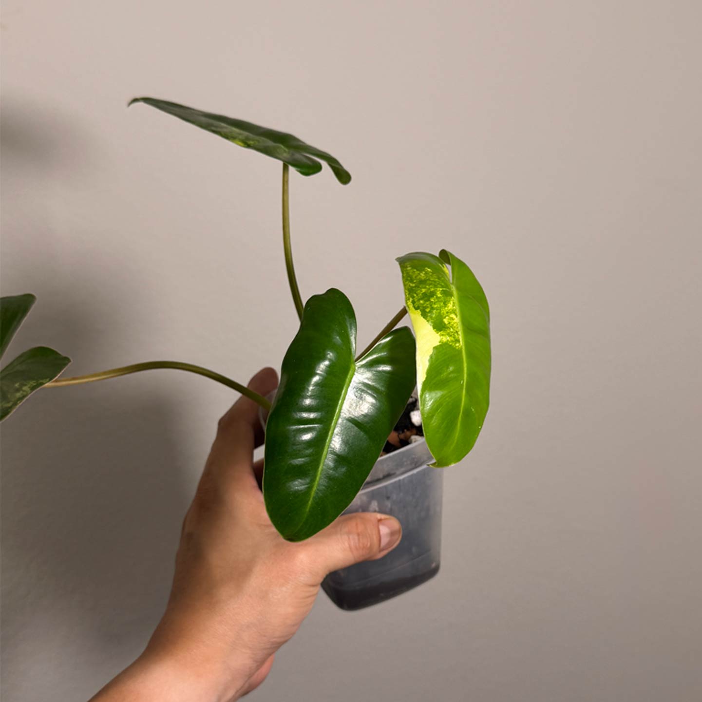 Philo Burle Marx Variegated