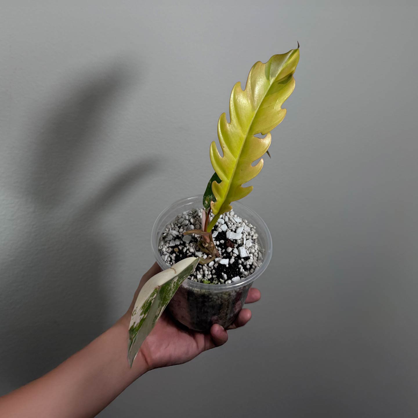 Philo Caramel Marble