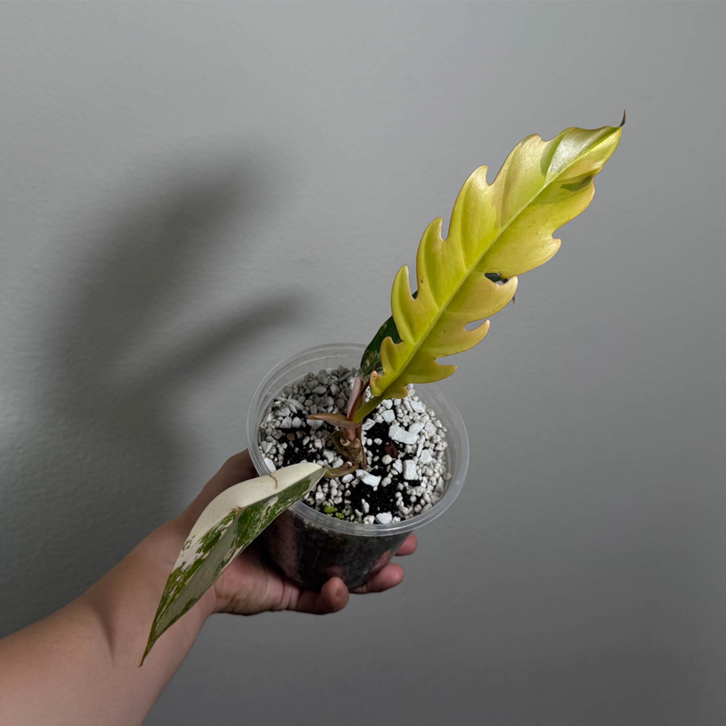 Philo Caramel Marble