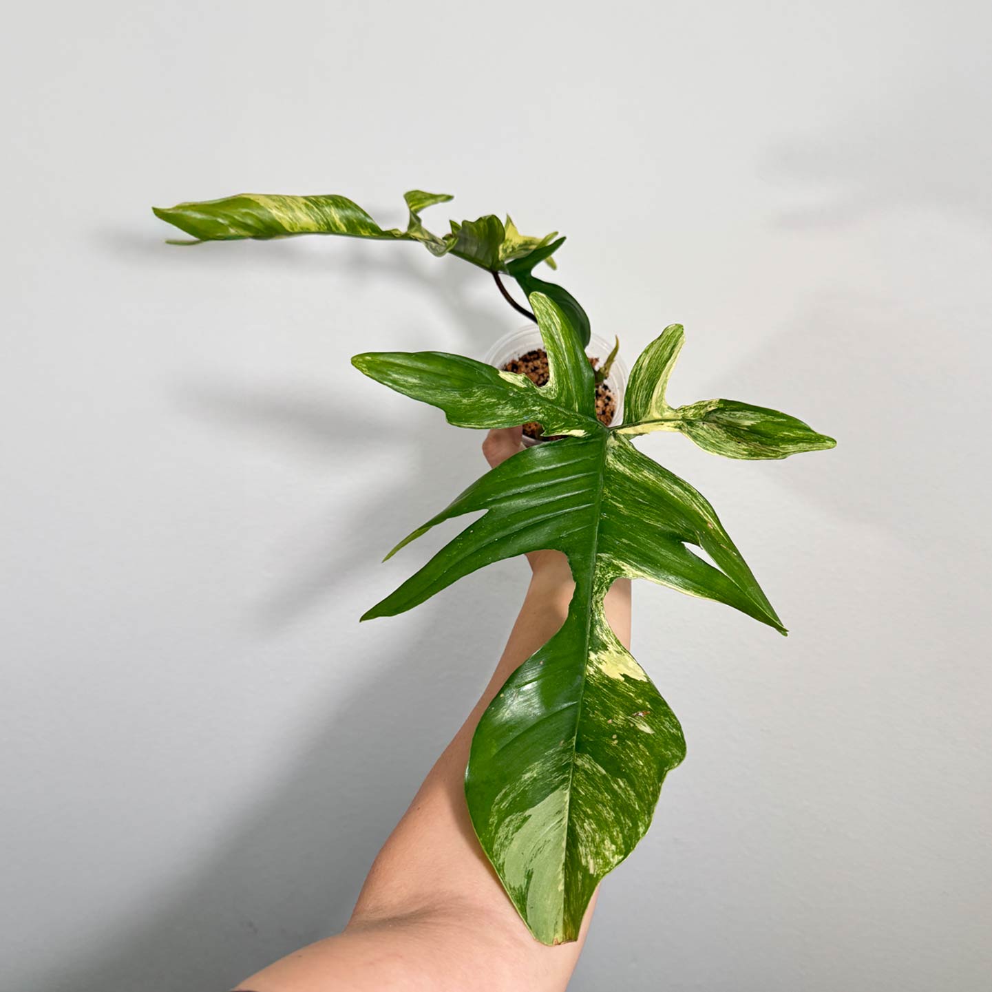 Philo Florida Beauty X Mayoi