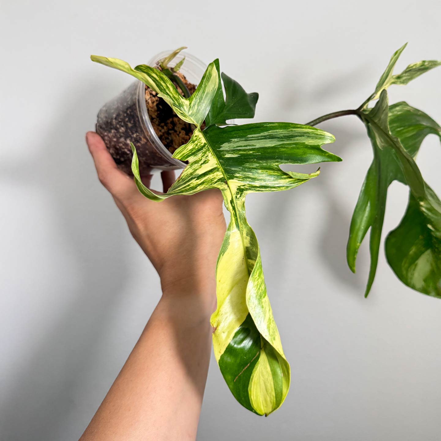 Philo Florida Beauty X Mayoi