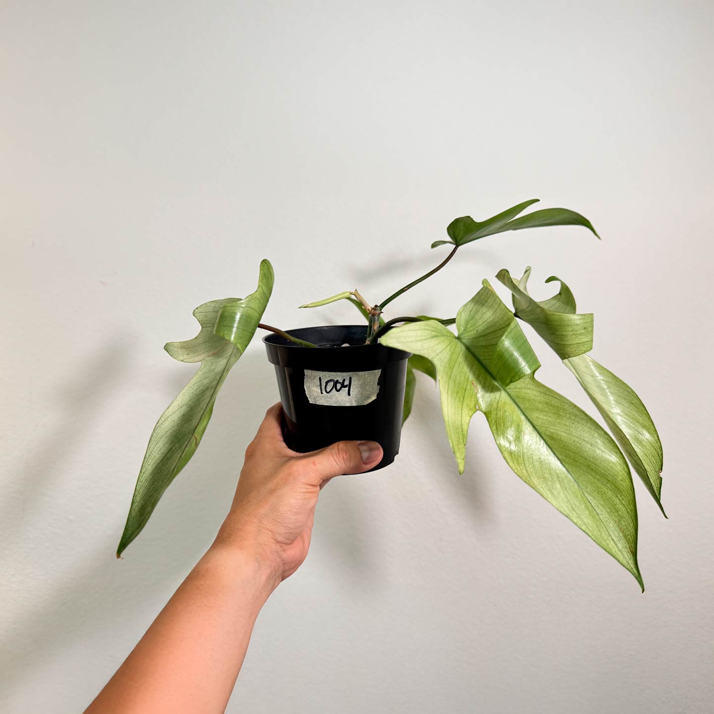 Philo Florida Ghost Mint