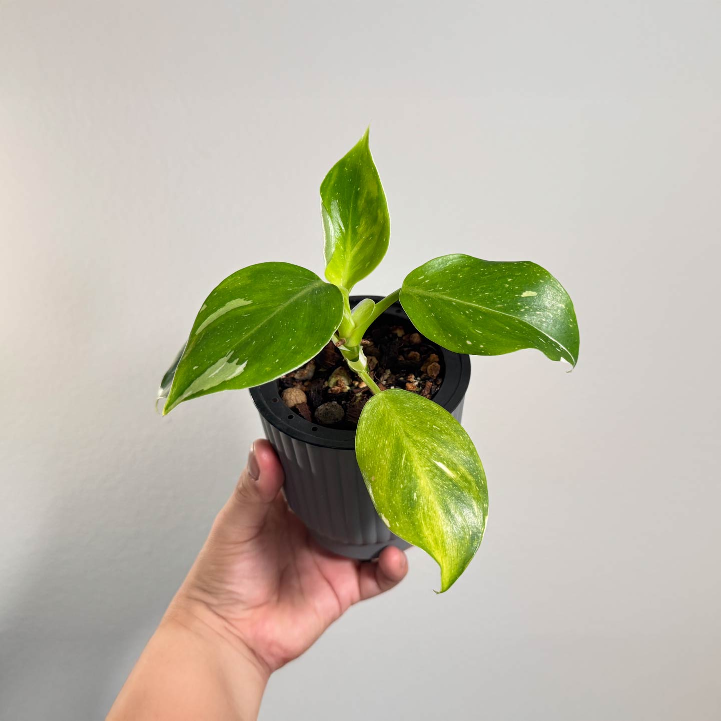 Punctata Variegated AKA White Knight