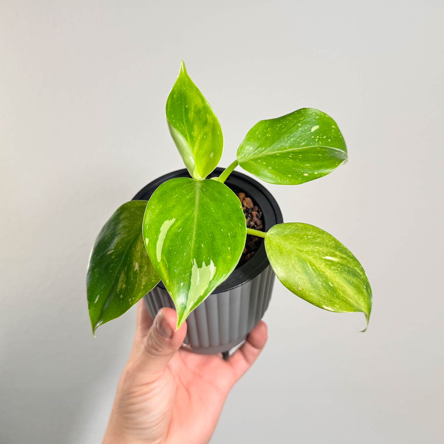 Punctata Variegated AKA White Knight