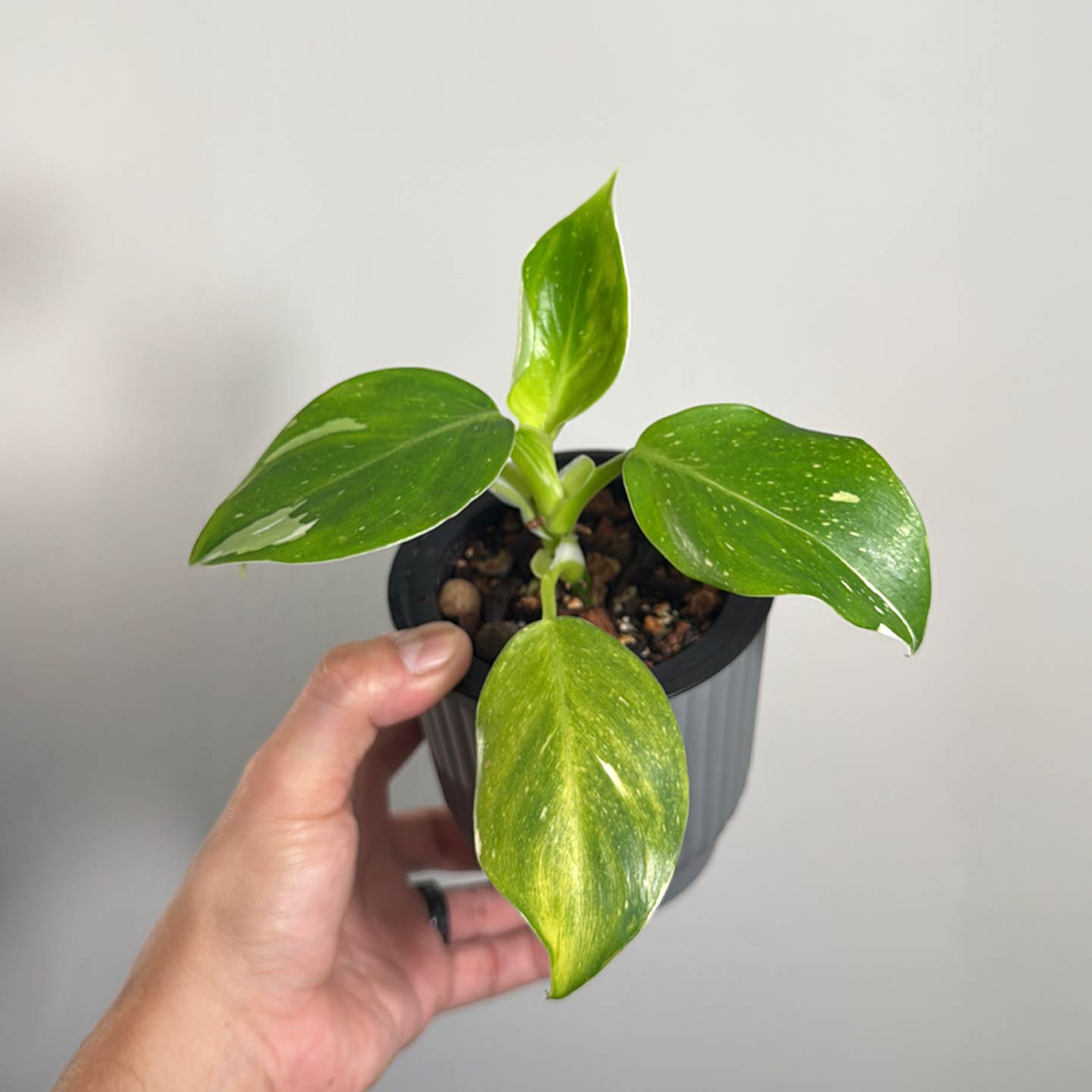 Punctata Variegated AKA White Knight