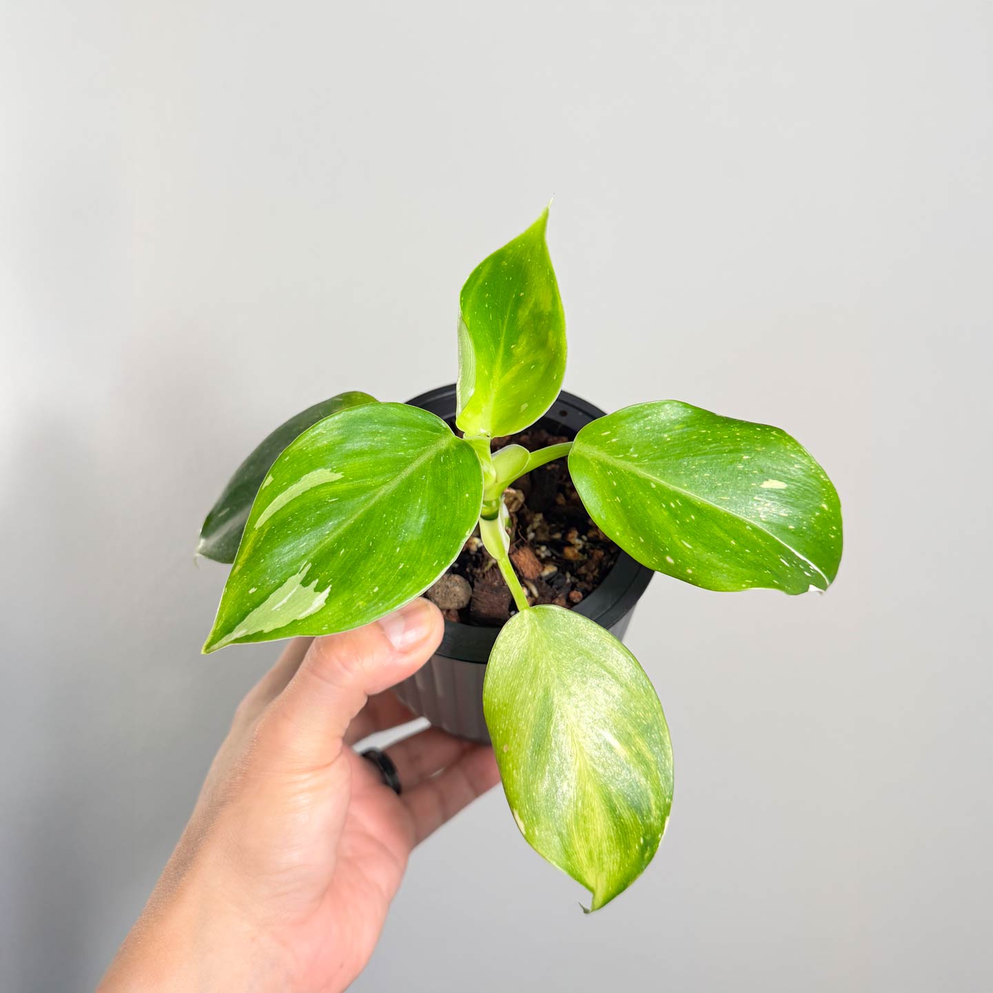 Punctata Variegated AKA White Knight