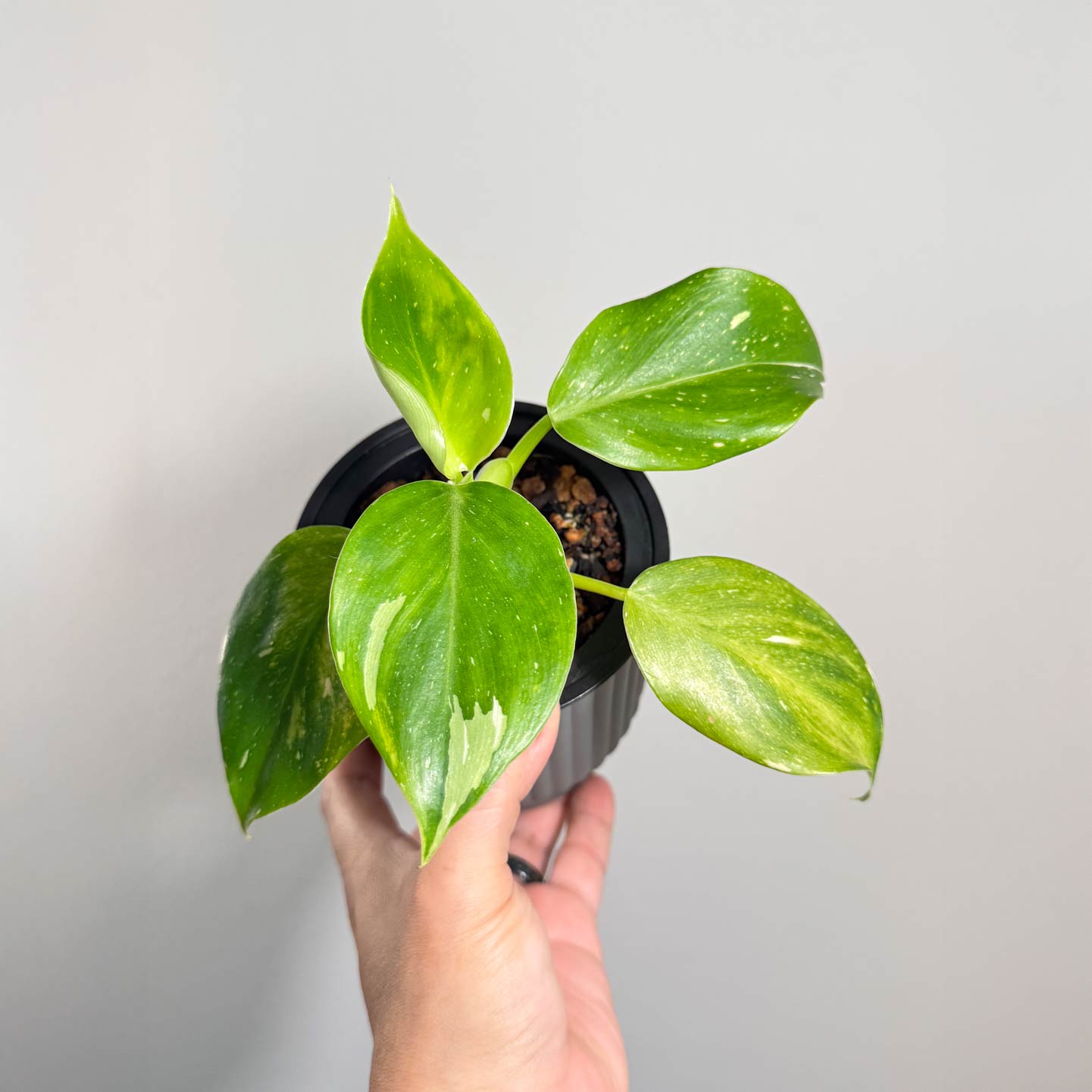 Punctata Variegated AKA White Knight