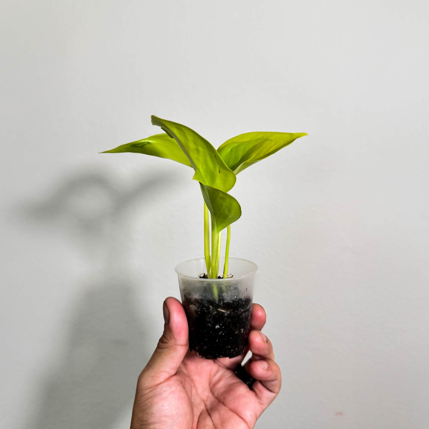 Pothos Champs Elysees
