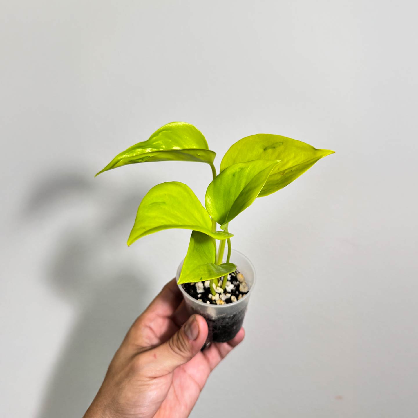 Pothos Champs Elysees