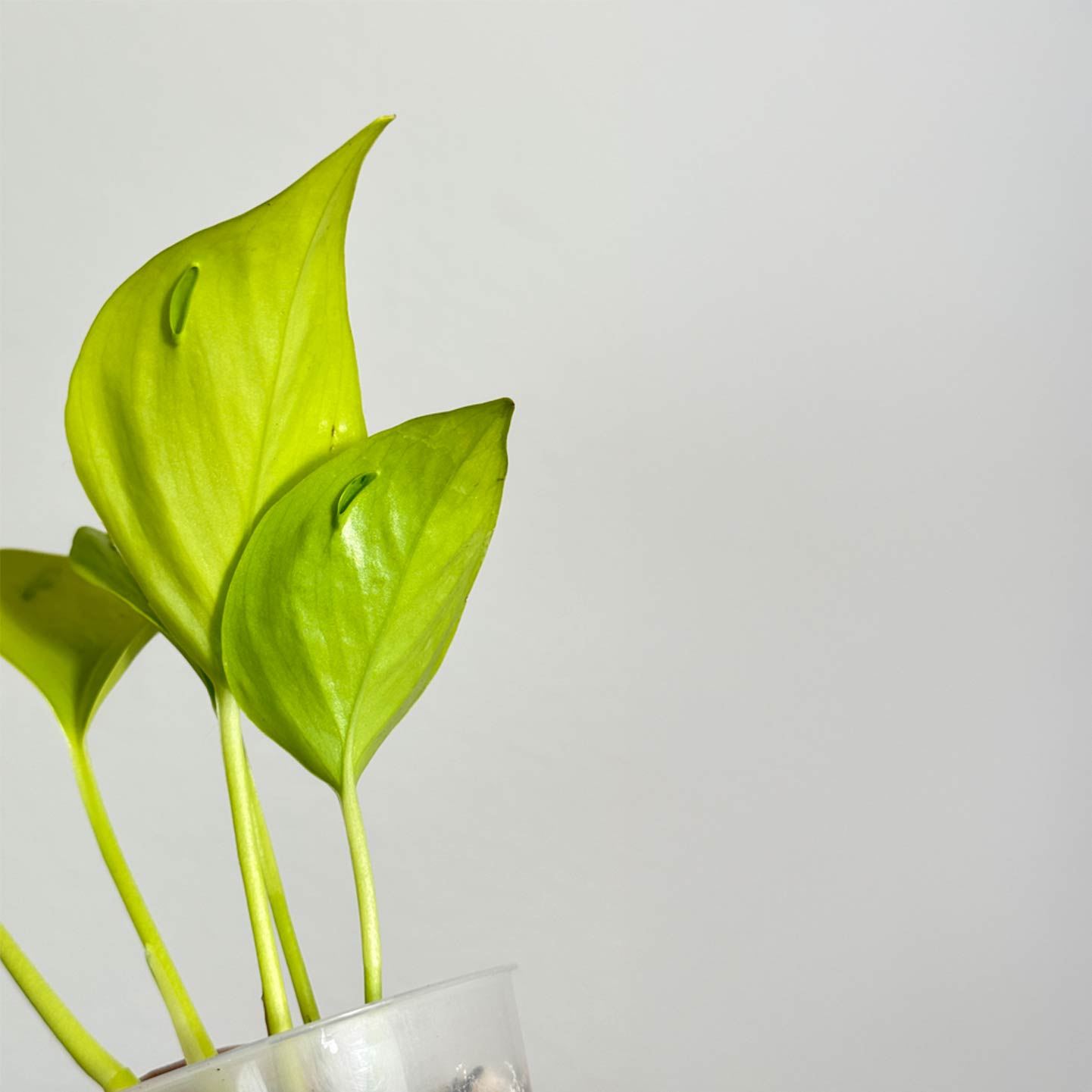 Pothos Champs Elysees