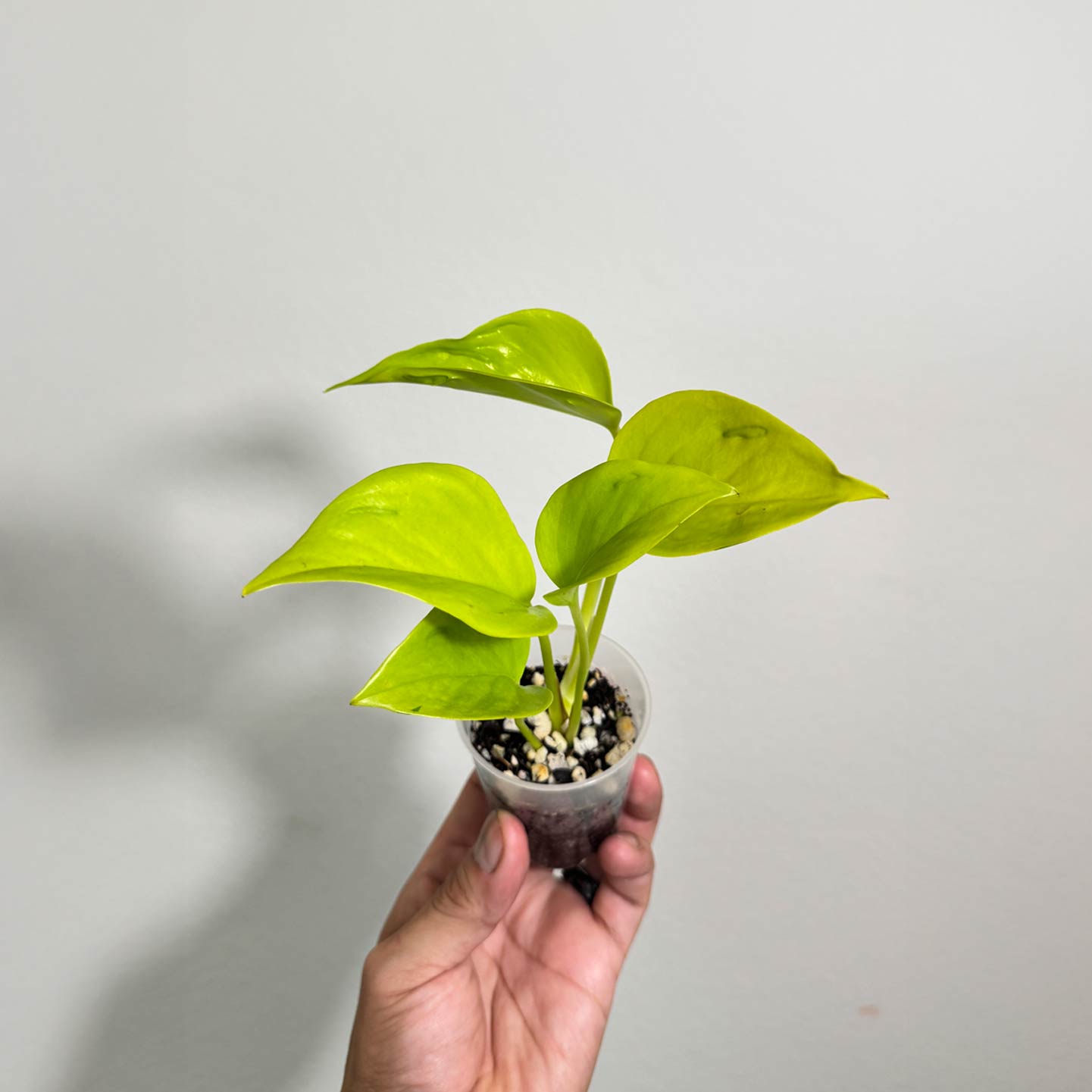 Pothos Champs Elysees