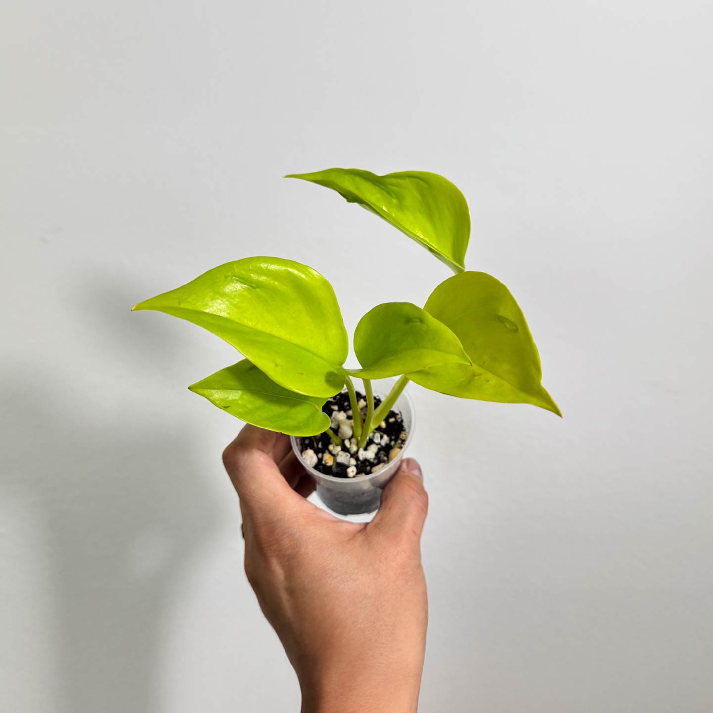 Pothos Champs Elysees