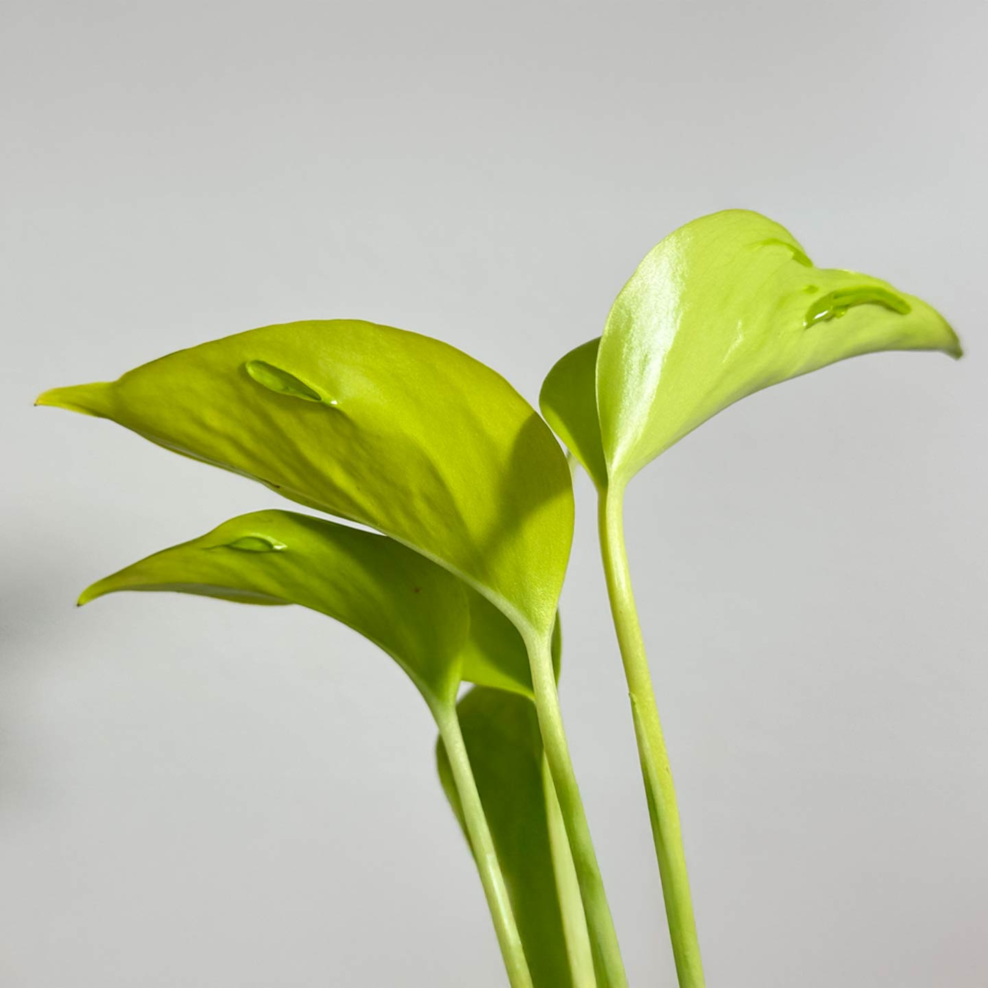 Pothos Champs Elysees
